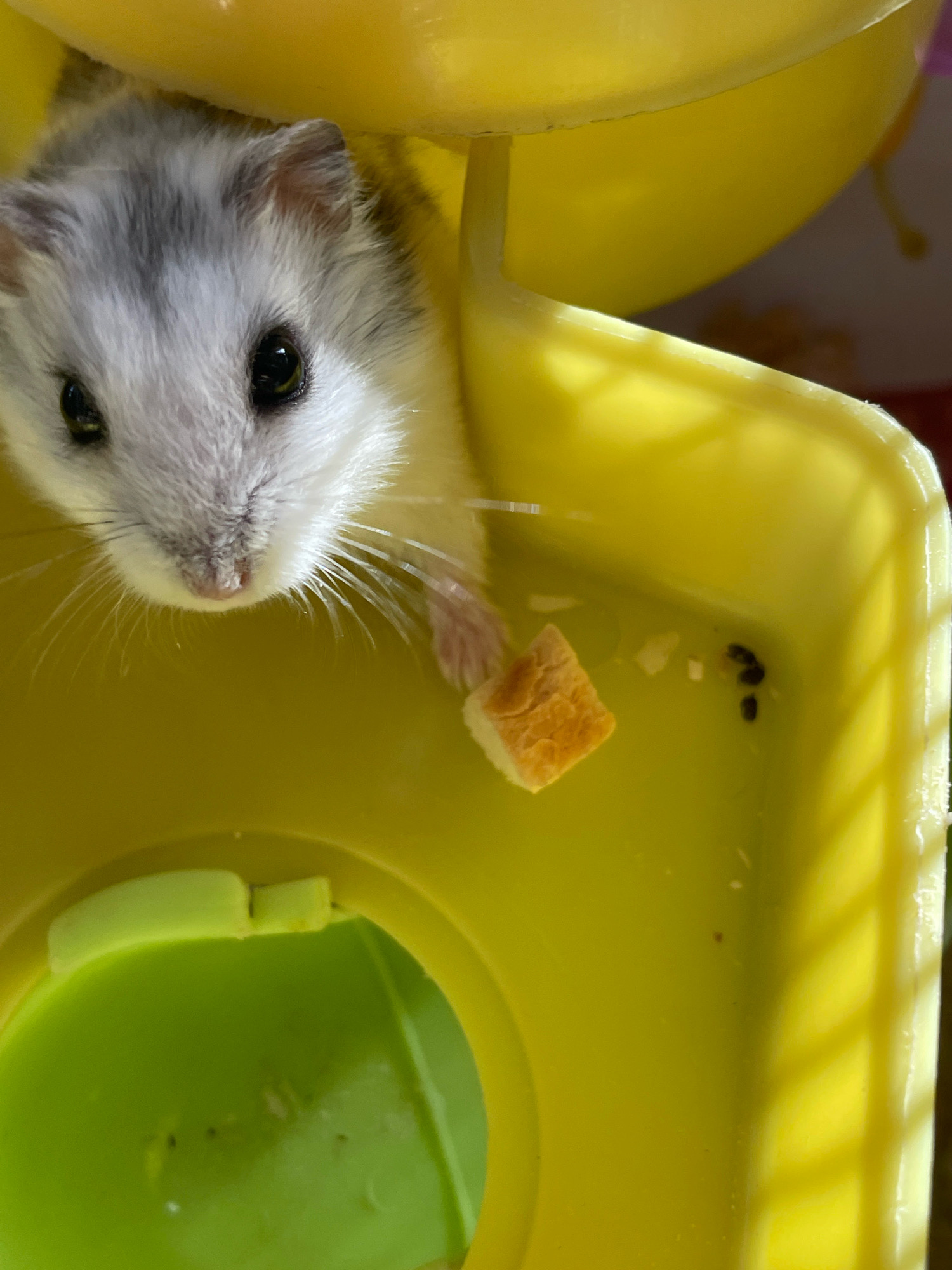 A close-up, eye-level shot captures a small, grey and white hamster peeking out from a bright yellow plastic structure, likely a hamster cage or toy. The hamster's dark, beady eyes are wide, and its tiny pink nose is visible. Its whiskers are spread out, and one small, pink paw extends forward, holding a minuscule piece of bread. The hamster is positioned within a compartment of the yellow plastic, which has a sloped interior. In the lower part of the frame, a green plastic area is visible, also part of the structure. Scattered within the yellow compartment, near the piece of bread, are several dark, pellet-like objects, likely hamster droppings. The lighting is bright, casting shadows and highlighting the textures of the hamster's fur and the plastic. There is no indication of the city of Baranovka, Russia, or any urban environment in this image.