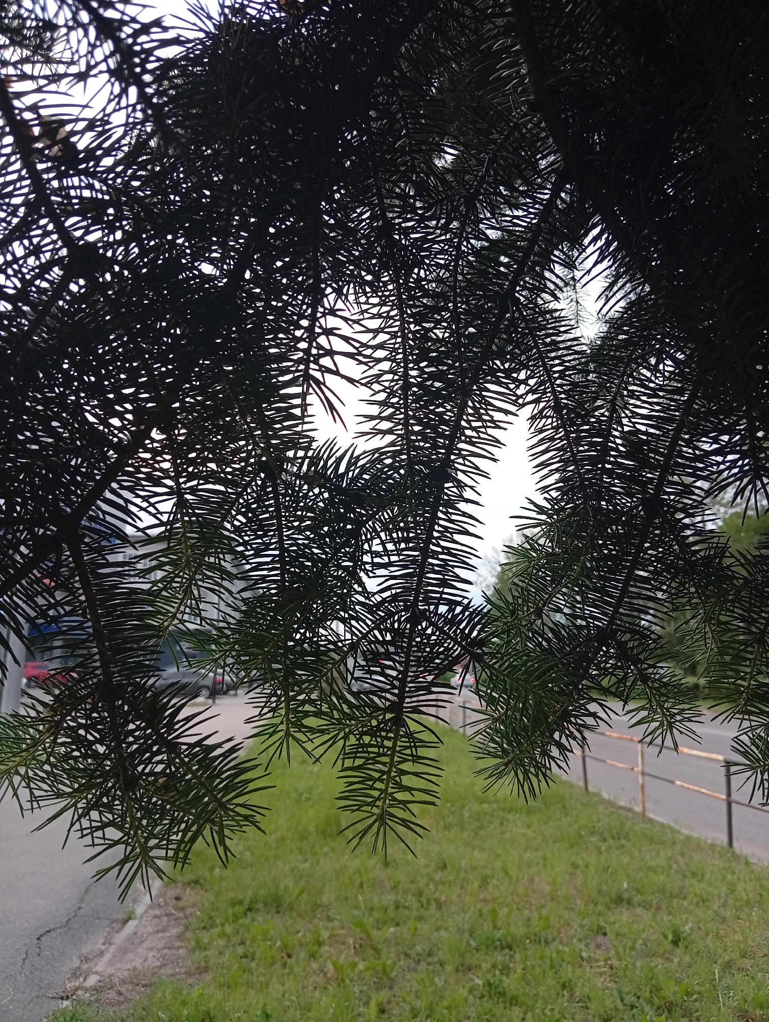 The image captures an upward view through dense, dark green coniferous tree branches, strongly silhouetted against a bright, overcast sky. In the foreground, numerous pine or spruce needles and branches fill most of the frame, appearing dark due to backlighting. Through the sparse gaps in the foliage, an urban environment is visible.
On the left side of the background, modern multi-story buildings with visible windows are partially obscured by the branches. Below these structures, glimpses of a paved road or parking area show parts of vehicles, including a red car and a darker vehicle. On the right side of the background, a grassy slope extends downwards. A rusty metal barrier, consisting of horizontal bars and vertical posts, runs along the edge of this grassy area, separating it from another paved road beyond. No people are visible, and no specific actions are occurring. The scene depicts a common urban setting within the city of Poltava, Ukraine, characterized by a mix of natural elements (trees, grass) and built infrastructure (buildings, roads, fences).