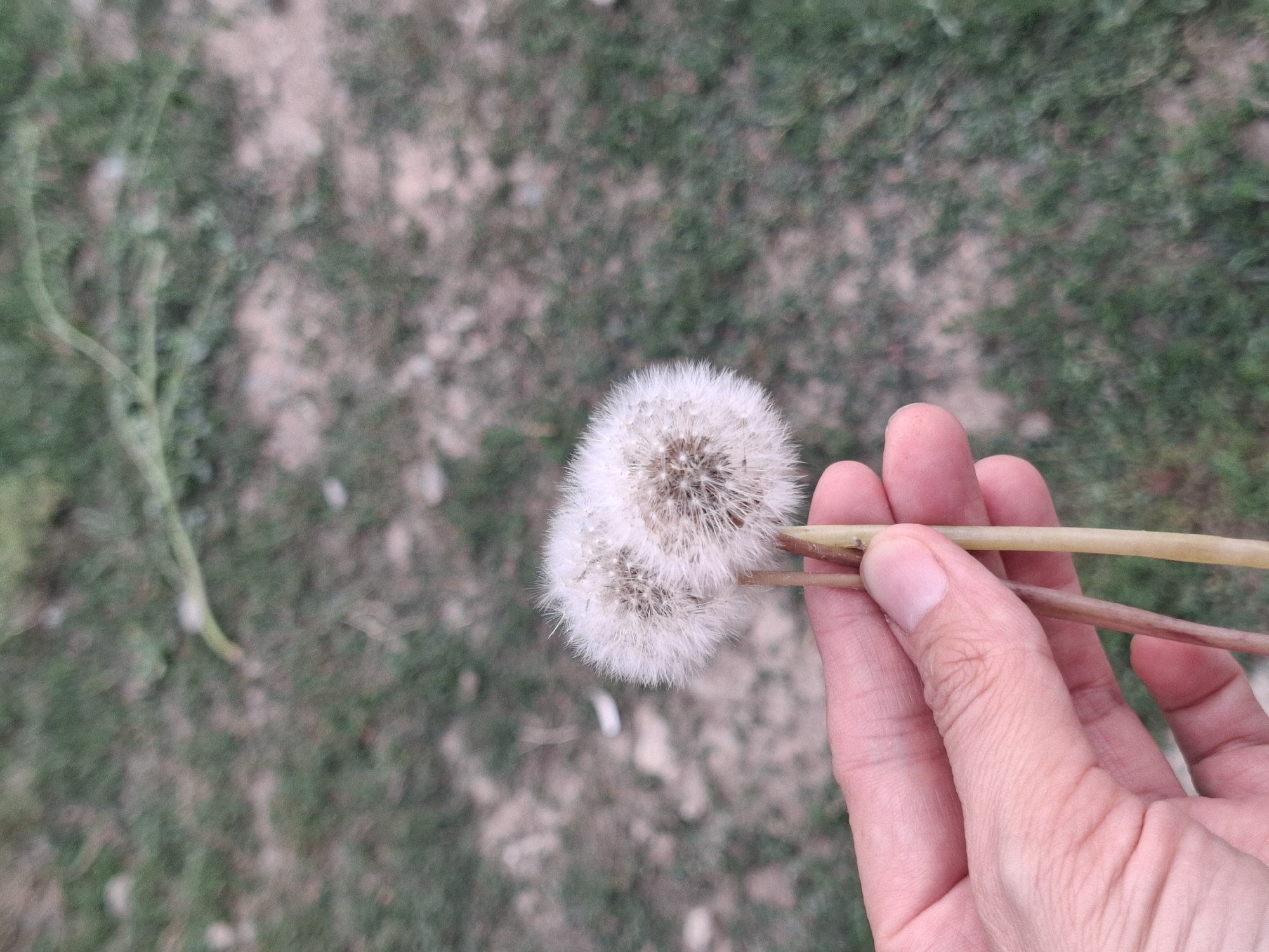 A close-up, eye-level shot captures a hand holding two fluffy dandelion seed heads in Jeti-Ögüz, Kyrgyzstan. The hand, belonging to an individual with light skin, is positioned in the lower left quadrant of the frame, fingers gently grasping the stems of the dandelions. The dandelion heads, soft and white, are the main subjects, positioned in the center of the image. Their delicate seed structures are visible, suggesting they are ripe for dispersal. The background consists of a blurry expanse of green grass and patchy dirt, indicative of an outdoor environment. The lighting is soft and diffused, suggesting it may be overcast or late in the day.