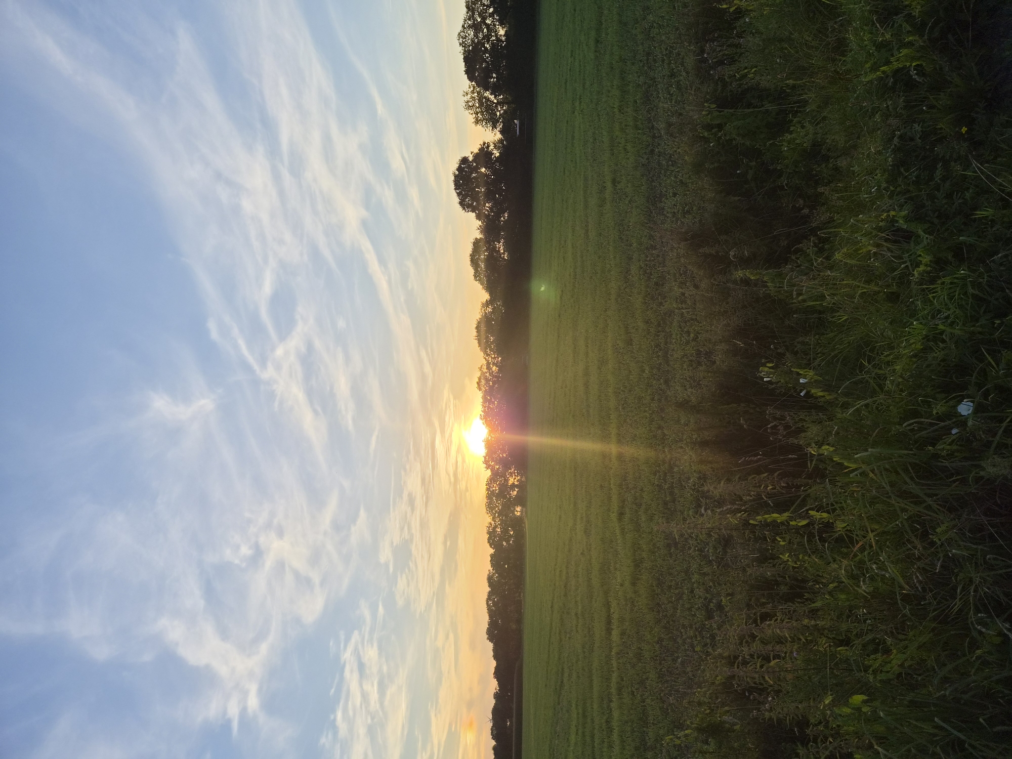 An outdoor, vertical, eye-level shot captures a sun-drenched field at sunset. The sun, a bright white orb with a yellow glow, is positioned near the center of the frame, casting a long, bright lens flare that extends down and to the left. The sky is a soft blue, streaked with wispy white clouds, and transitions to a warm orange hue near the horizon. A dense line of dark green trees forms a natural border across the middle of the image, silhouetted against the colorful sky. In front of the trees, a wide, flat field of vibrant green grass stretches into the distance, appearing well-maintained and verdant. The foreground is filled with tall, wild grasses and vegetation, creating a natural, uncultivated edge. The scene appears to be in a rural area.