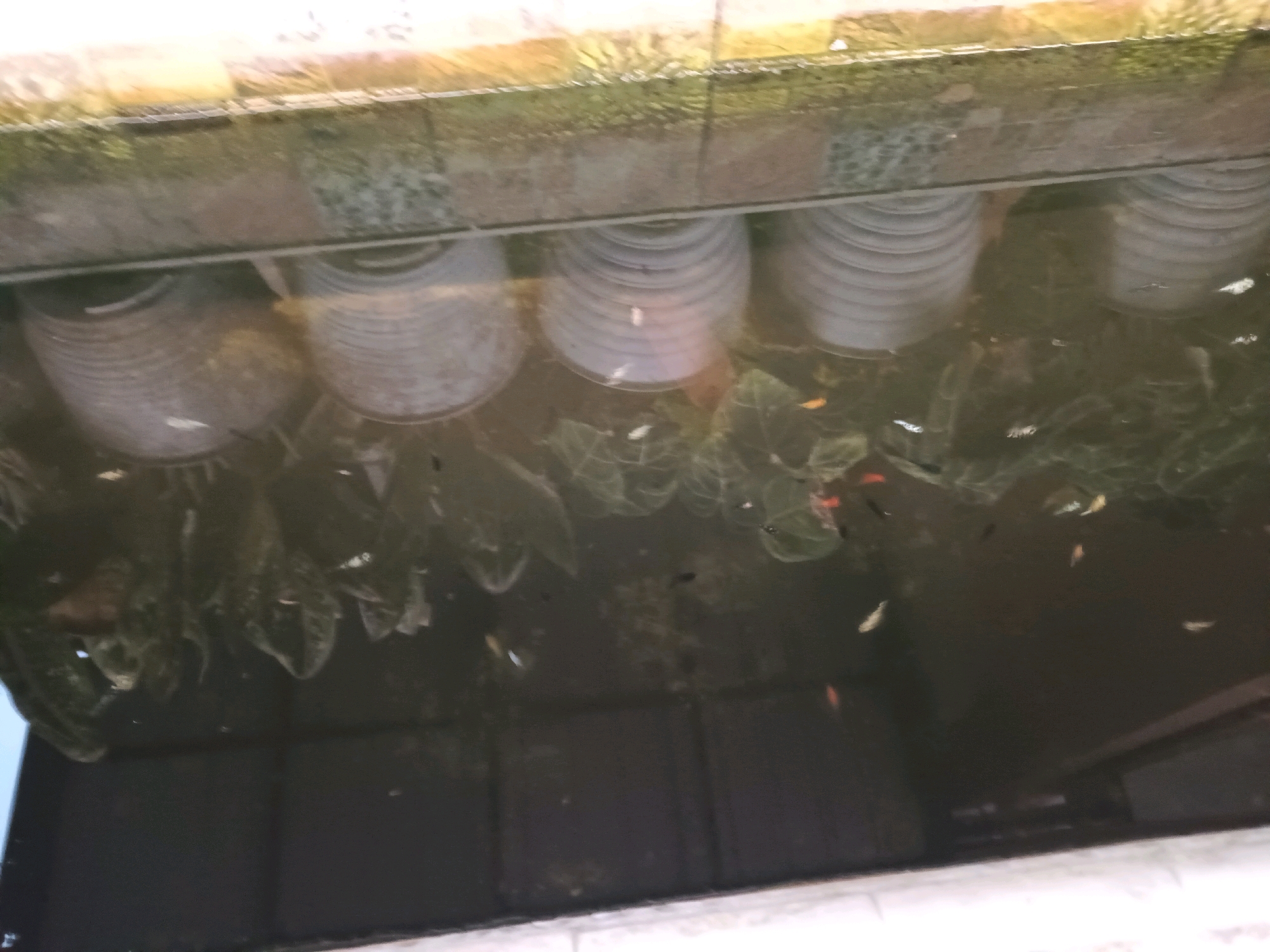 The image shows a shallow body of water, possibly a pond or water feature, filled with small fish. There are several large, gray, stacked planters submerged in the water, creating a habitat for the fish and aquatic plants. The water surface is partially obscured by reflections and what appears to be a stone ledge or walkway overhead. The environment suggests an outdoor setting, potentially a garden or public space in Rancang Kencono, Indonesia. The focus is on the underwater scene with the fish and planters.