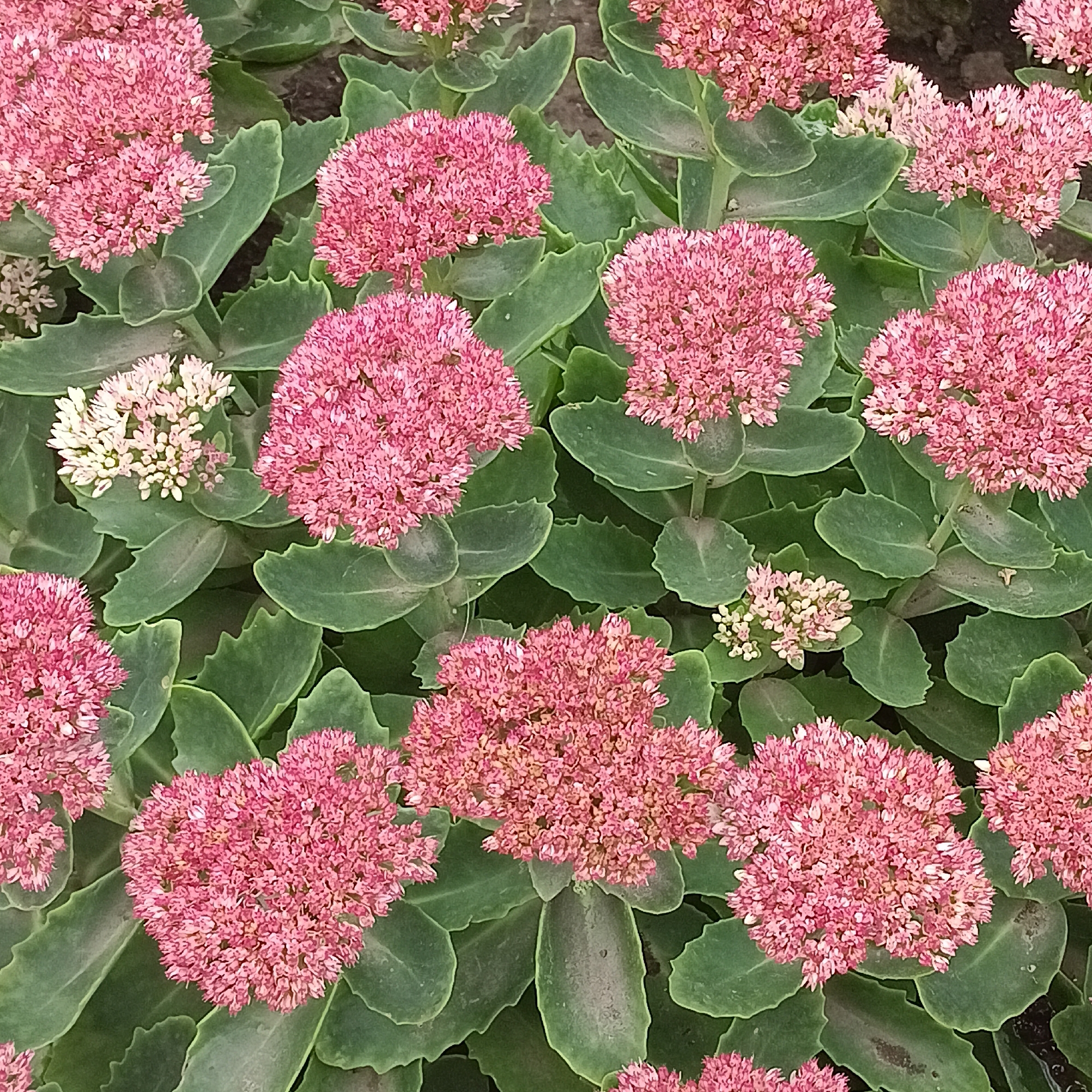 The image displays a close-up, overhead view of a cluster of blooming Sedum plants, also known as stonecrop. The flowers are a vibrant pink, clustered in dense, rounded heads, with some lighter pink and white blossoms interspersed. The leaves are thick, succulent, and a dusty green color, with serrated edges. The plants appear to be growing in a garden or natural setting, with dark soil visible in the background. There are no people or animals present in the image, and no specific identifiable landmarks that would indicate the city of Samara, Russia. The scene is static and focuses solely on the botanical details of the plants.