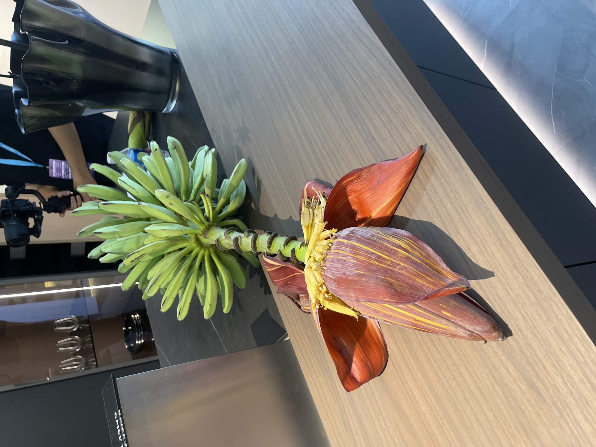 The image depicts a banana flower with a bunch of green bananas attached, placed on a wooden countertop. The flower exhibits large, reddish-purple bracts with yellow streaks, surrounding a cluster of undeveloped banana fingers. The scene is indoors, likely a kitchen or display area. In the background, a person holding a camera gimbal is visible, along with a black vase and glassware on a shelf within a cabinet. The overall environment suggests a modern interior setting. This image was taken in Haizhu District, China.