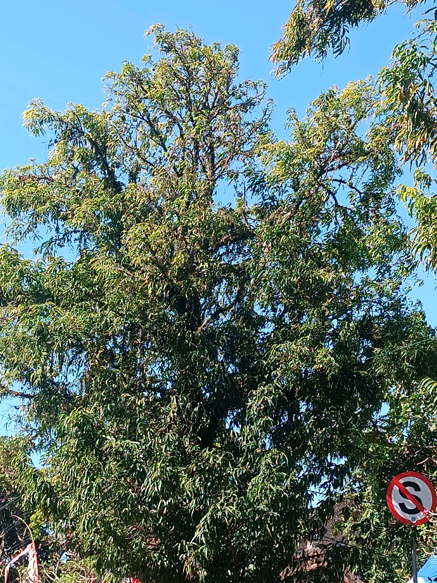 The image shows a dense, leafy tree with a clear blue sky in the background. In the lower right corner, a circular traffic sign with a red border and a black "S" crossed out with a red diagonal line is visible, indicating a no stopping or no parking restriction. The sign is mounted on a pole. The foliage of the tree is lush and green, with some branches reaching out towards the top of the frame. The overall scene suggests an outdoor environment, likely in a tropical or subtropical location, given the density of the foliage. This image is situated in Tabanan, Indonesia.