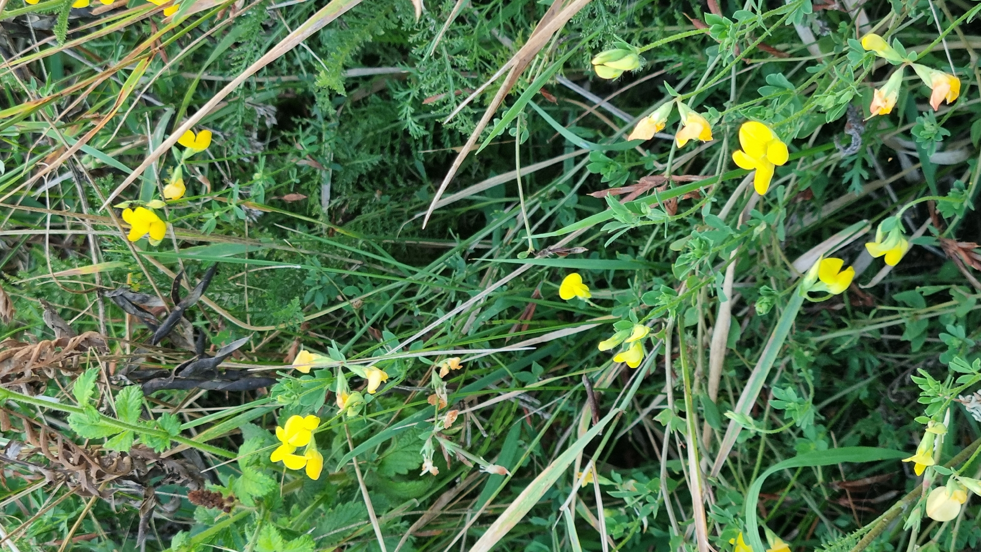 The image depicts a close-up view of dense, wild vegetation, characterized by a profusion of green grasses, dry brown stalks, and scattered small yellow flowers. The flowers are delicate, with typically five petals, some in full bloom and others appearing as buds. Among the flora, some dark, dried seed pods are visible, some split open. The overall impression is of an untamed natural environment. The image was taken in Berehove, Ukraine.