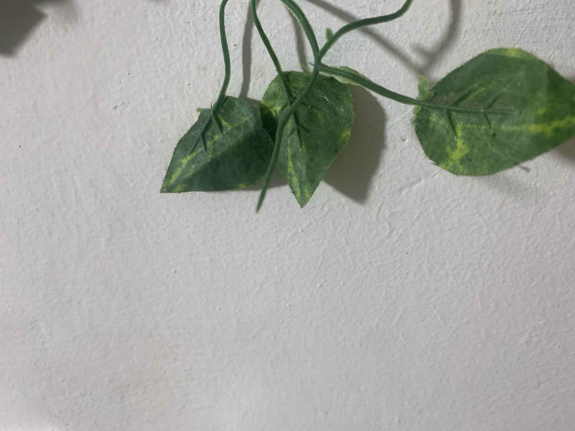 A close-up shot captures a section of a textured, light-colored wall with artificial green leaves and vines. The leaves are a vibrant green with yellow splotches, indicating they are likely made of fabric or plastic. They are arranged in a way that suggests they are part of a decorative vine, with stems extending upwards and out of frame. The wall's surface is uneven, with small bumps and shadows contributing to its rough appearance. The lighting suggests an indoor environment, possibly during the daytime, as there are noticeable shadows cast by the leaves and vines. No people or specific events are depicted. The overall scene is simple and static, focusing on the texture of the wall and the artificial plant material. There is no visible text in the image. The location context provided is Kuala Pembuang, Indonesia, but there are no visual cues within the image itself to confirm this location.
