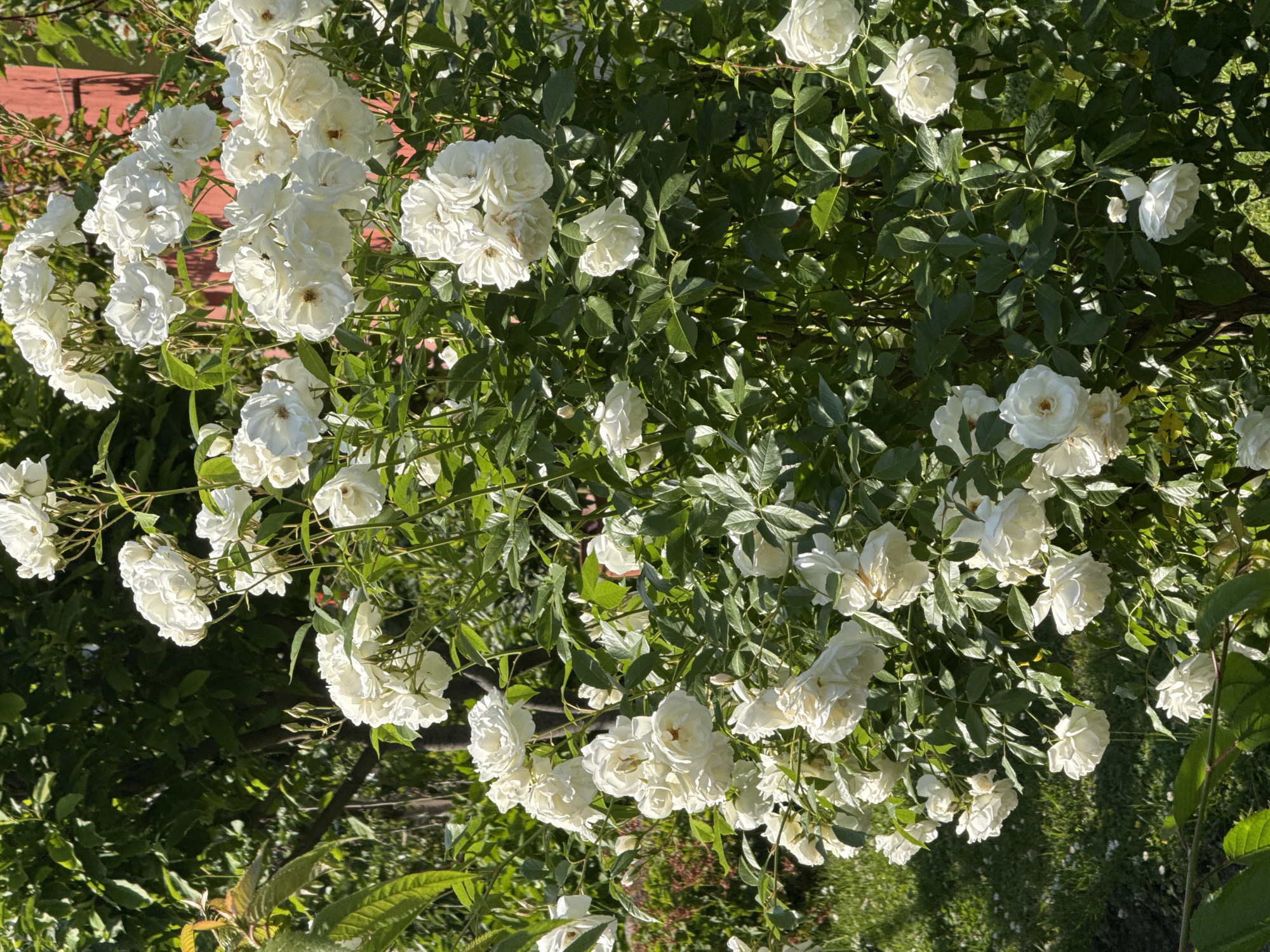 This image depicts a vibrant outdoor scene in Sapareva Banya, Bulgaria. The central subject is a densely flowering rose bush, filling the majority of the vertical frame. The bush is laden with numerous white, multi-petaled roses, many appearing in clusters, with some exhibiting creamy or pale yellow centers. Numerous unopened buds are interspersed among the blooms. The foliage is rich, dark green, and abundant, creating a strong contrast with the bright white flowers. Bright sunlight illuminates the roses and parts of the leaves, creating highlights and distinct shadows. In the background on the left, dense green trees and foliage are visible under dappled light. On the right background, a vertical reddish-orange structure, possibly a wall or fence, is partially visible through the rose leaves. The bottom left foreground shows a patch of green grass containing small, white, daisy-like flowers. No individuals or animals are present.