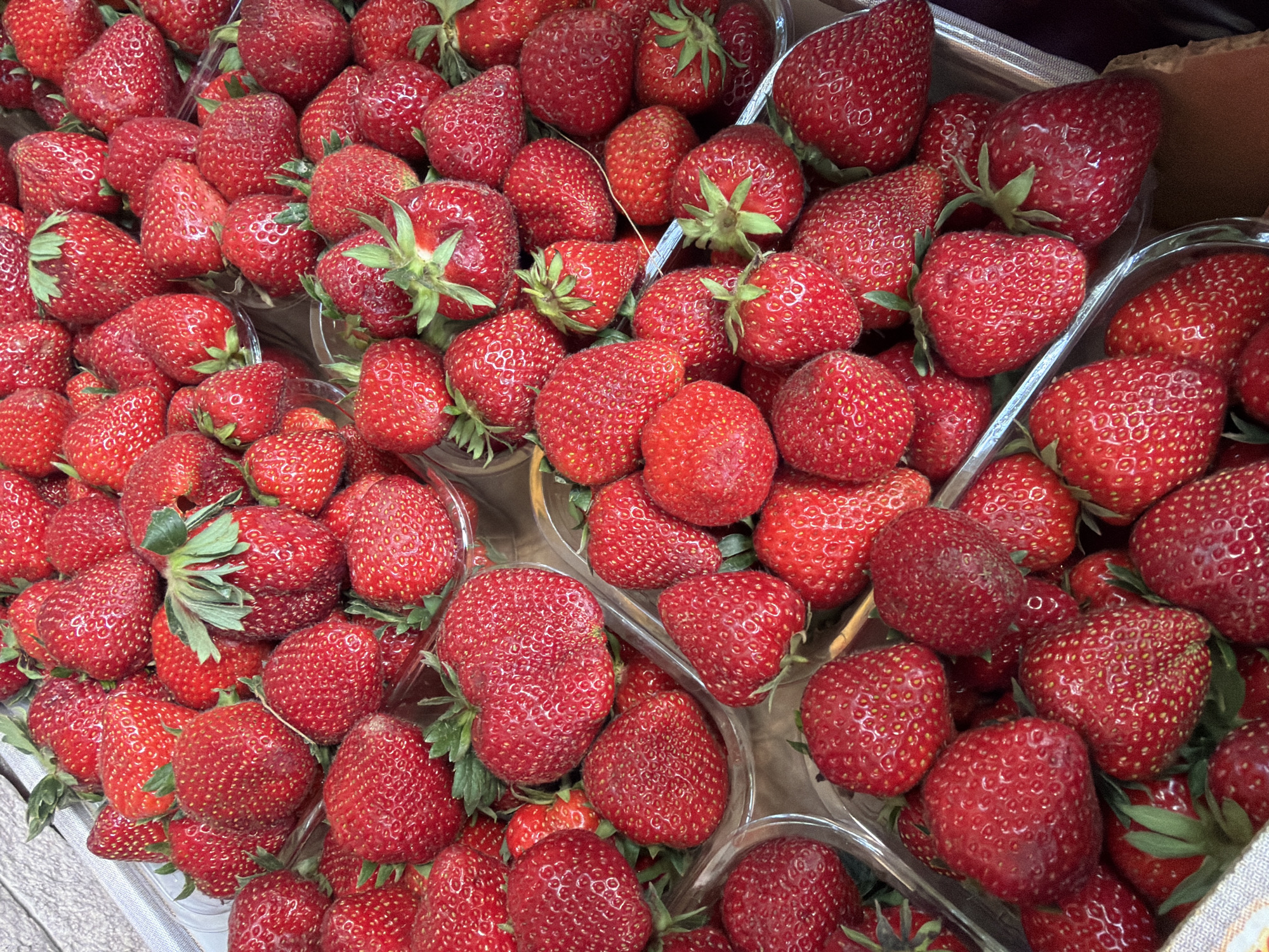 The image shows a close-up, overhead view of numerous ripe, red strawberries contained within clear plastic punnets. The strawberries are various sizes and shapes, with some exhibiting a glossy sheen. The background appears to be a light-colored, textured surface, possibly a countertop or a wall. The lighting is bright, highlighting the vibrant red color of the fruit and casting subtle shadows. There are no people or animals visible in the image. The scene is of a food market or grocery store, with the strawberries presented for sale. Without any specific visual cues, it is not possible to determine the exact location within the city of Sochi, Russia.
