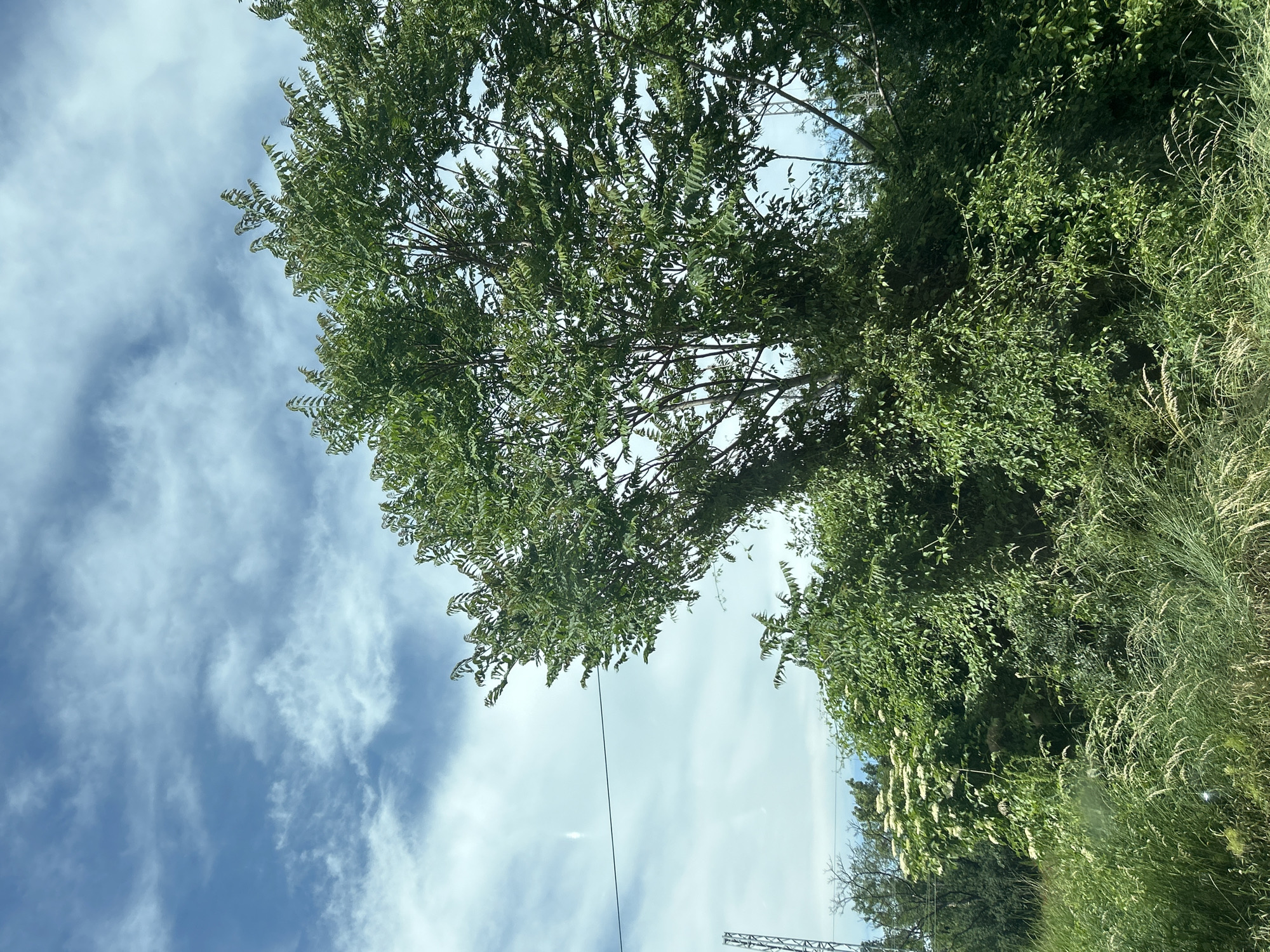 The image shows a view looking up into the sky through trees and vegetation. The sky is blue with scattered white clouds. A tree with feathery leaves dominates the left side of the frame, while denser greenery is visible on the right. At the bottom of the image, what appears to be a power line runs diagonally across the sky, and a construction crane is partially visible. The image appears to be taken in Sofia, Bulgaria but there are no elements in the image to suggest that it is in Sofia. There is no indication of people or any specific actions or interactions occurring.