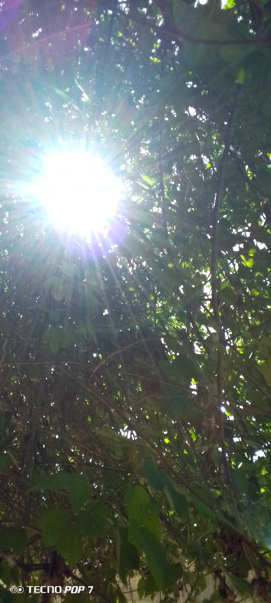 The image captures a close-up view of sunlight filtering through dense foliage, creating a lens flare effect. The sun's rays are a prominent feature, casting a bright glow and radiating outwards. The leaves and branches of what appear to be trees or vines are visible, forming a canopy that partially obscures the sky. The background is a mix of dark shadows and patches of light, typical of sunlight dappling through leaves. In the bottom left corner, the text "TECNO POP 7" is visible, indicating the phone model used to take the picture. The overall scene suggests an outdoor environment, possibly a park or a garden within the city of Altagracia, Venezuela. There are no people or animals depicted in the image.
