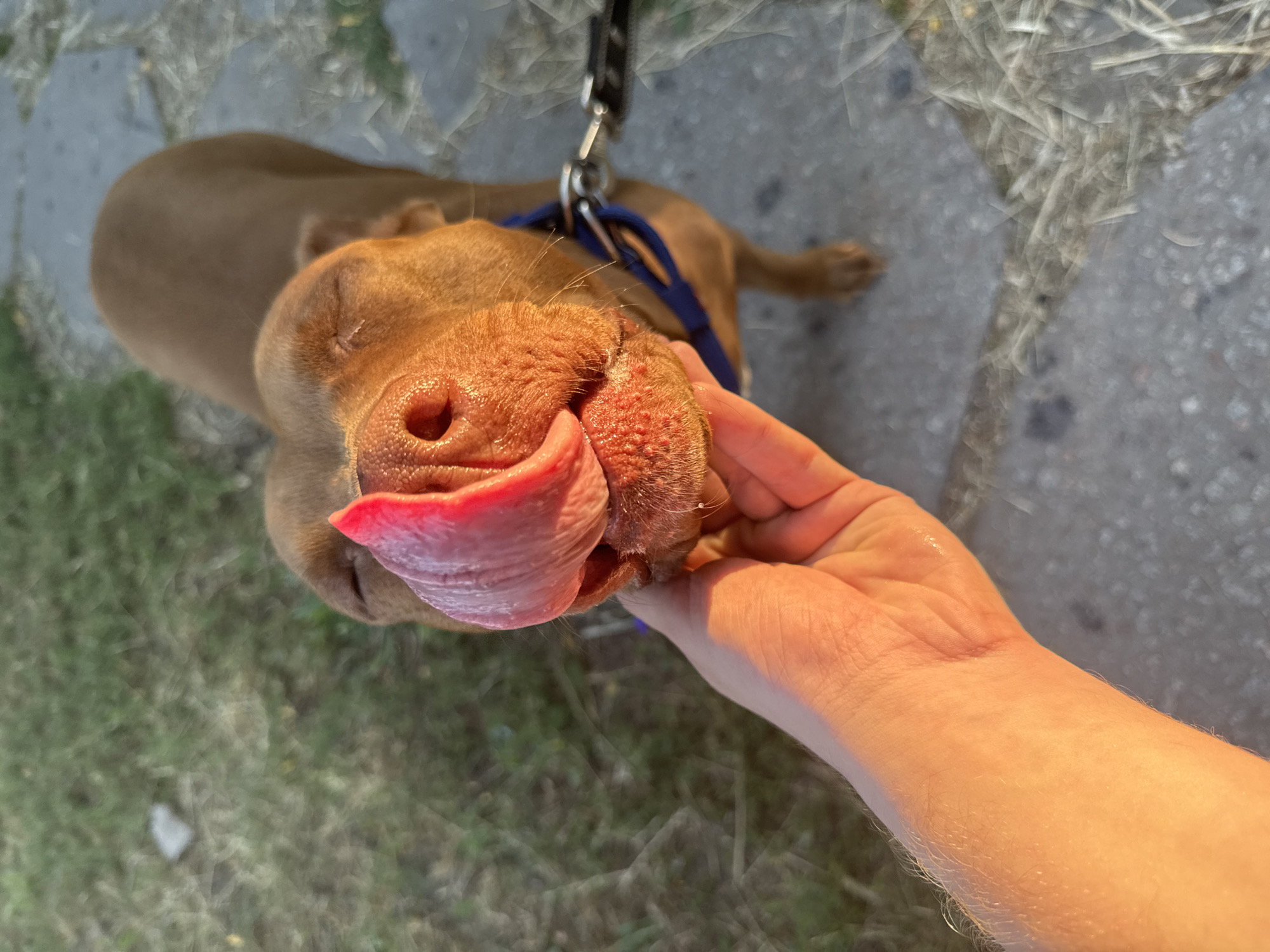 This is a close-up, overhead shot of a brown dog, likely a pit bull mix, being petted by a person's hand. The dog's head is tilted, and its tongue is sticking out, licking the person's fingers. The dog has a blue collar with a leash attached. The setting appears to be outdoors, with a paved surface and some greenery visible. The lighting suggests it might be late afternoon or early evening, with the sun casting a warm glow. The dog's expression, with its tongue out, suggests happiness or playfulness. There is no visible text in the image. The location is indicated as Zaporizhzhia, Ukraine.
