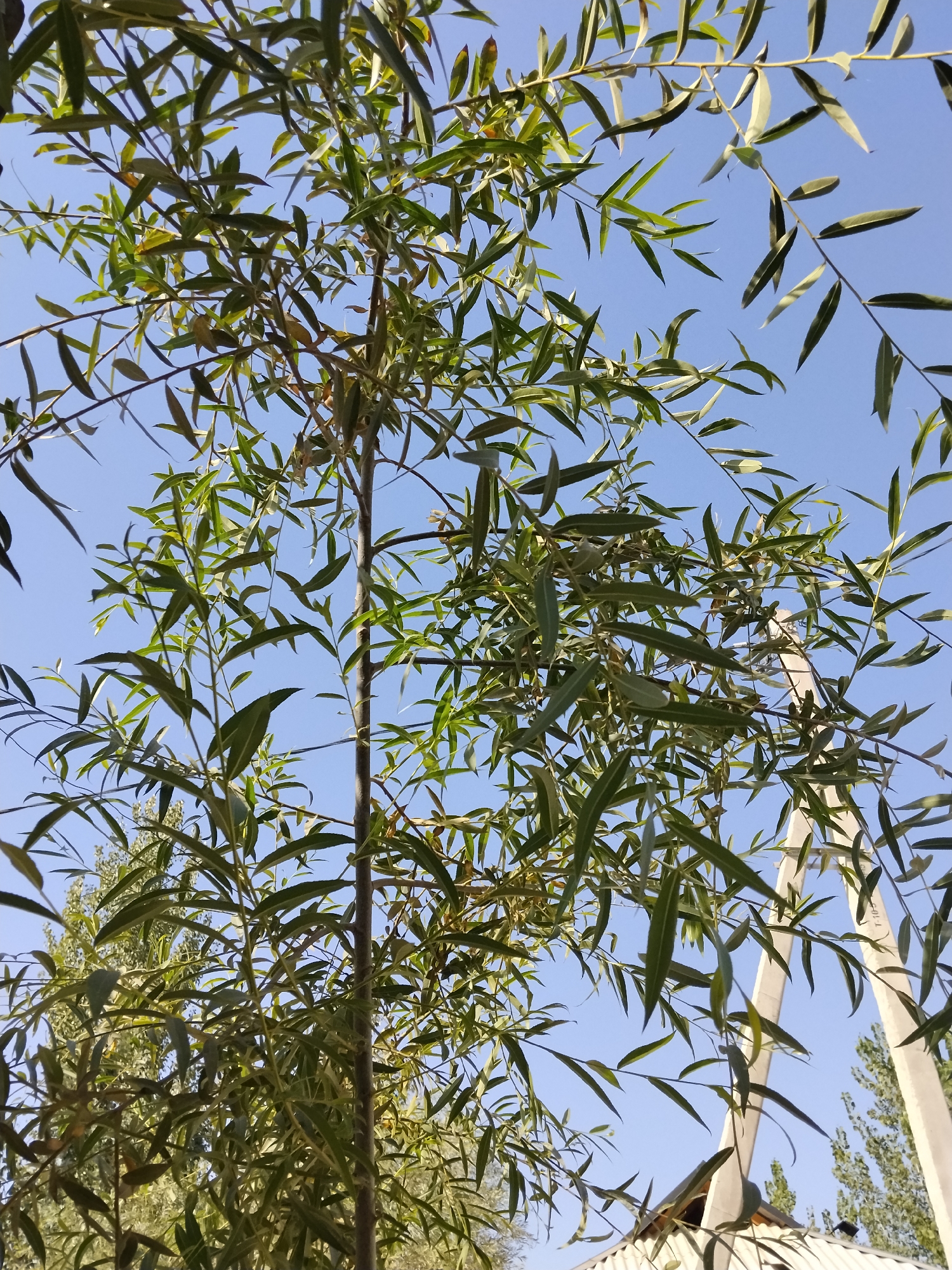 A low-angle, close-up shot captures the lush green foliage of a tree, likely a willow, against a clear blue sky. The long, slender leaves are a prominent feature, with many of them gracefully arching downwards. The tree's branches are visible, some appearing thin and delicate, while others are thicker and more substantial.
In the background, the image provides context of the location. To the right, a white, concrete utility pole stands tall, suggesting an urban or semi-urban environment. Further in the distance, the silhouettes of other trees can be seen, adding to the natural elements of the scene. The top of a roof structure, possibly a house or shed, is visible at the bottom of the image, with a corrugated metal surface and a lighter-colored ridge. The overall impression is one of a serene, natural setting, possibly a park or a residential area within the city of Kulob, Tajikistan. The lighting suggests it is daytime, with the sun casting a natural glow on the foliage. There are no people or animals visible in the frame.