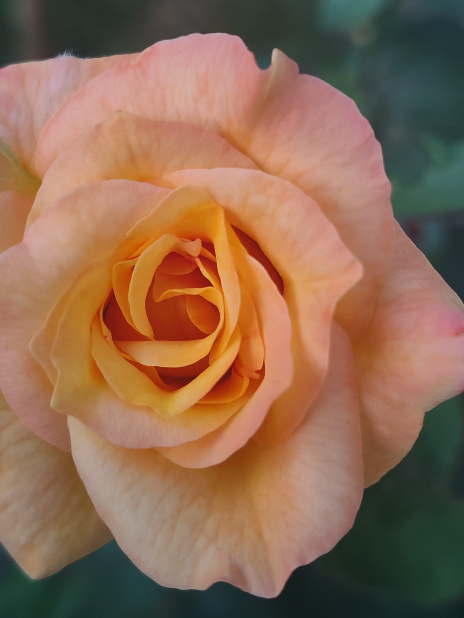 A close-up, overhead shot captures a fully bloomed rose with soft peach and orange hues. The rose is the central subject, its petals unfurling in intricate layers, revealing a darker, richer orange at its core. The background is a soft blur of deep green, suggesting foliage, and the overall lighting is diffused, highlighting the delicate texture of the petals. There are no people or animals present, and the image depicts a natural element, likely in a garden or outdoor setting. The specific location in Sabunchu Raion, Azerbaijan is not discernible from the image itself, as it focuses solely on the flower.