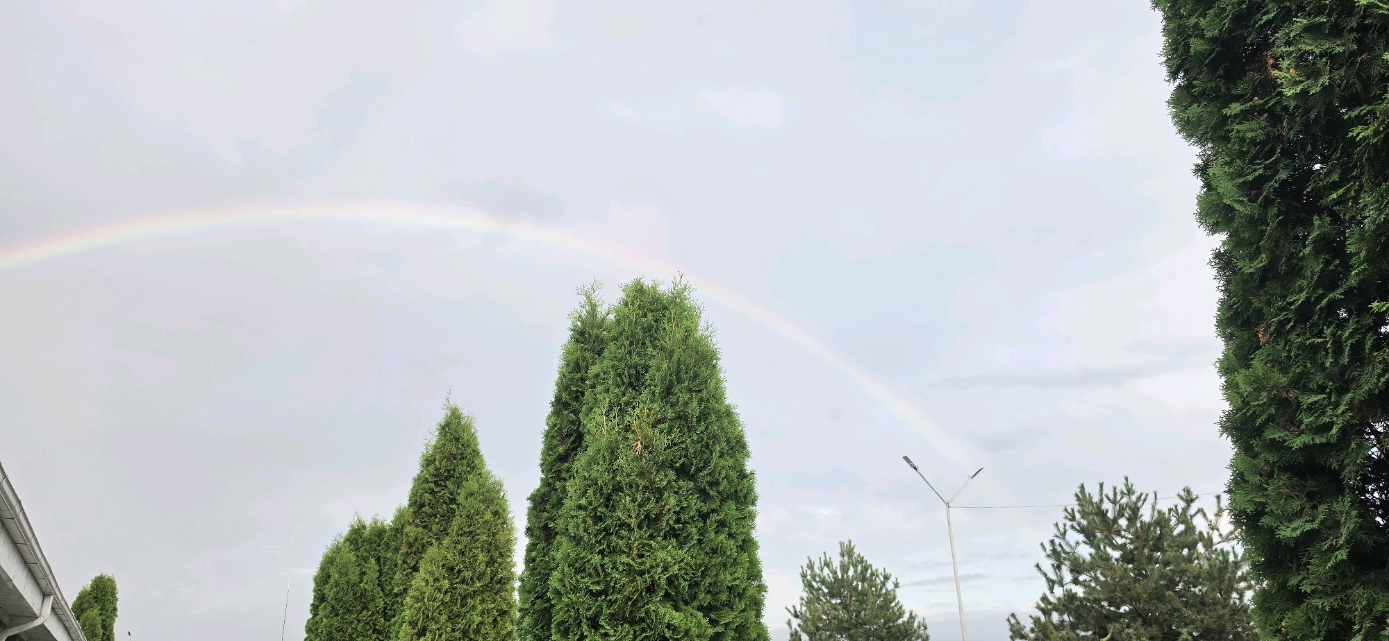 In Urus-Martan, Russia, a light-colored sky is graced by a visible rainbow arcing across the frame. Several tall, conical evergreen trees are positioned in the foreground, their dense green foliage contrasting with the soft hues of the sky. To the far left, a section of a white building with a gutter system is visible, suggesting a residential or commercial structure. In the middle ground, a modern street lamp stands tall, its design featuring two light fixtures. Beneath the street lamp and scattered between the larger trees, smaller evergreen trees with a more irregular shape can be seen. The overall impression is one of a natural phenomenon occurring within a developed, albeit somewhat sparse, urban or suburban landscape.