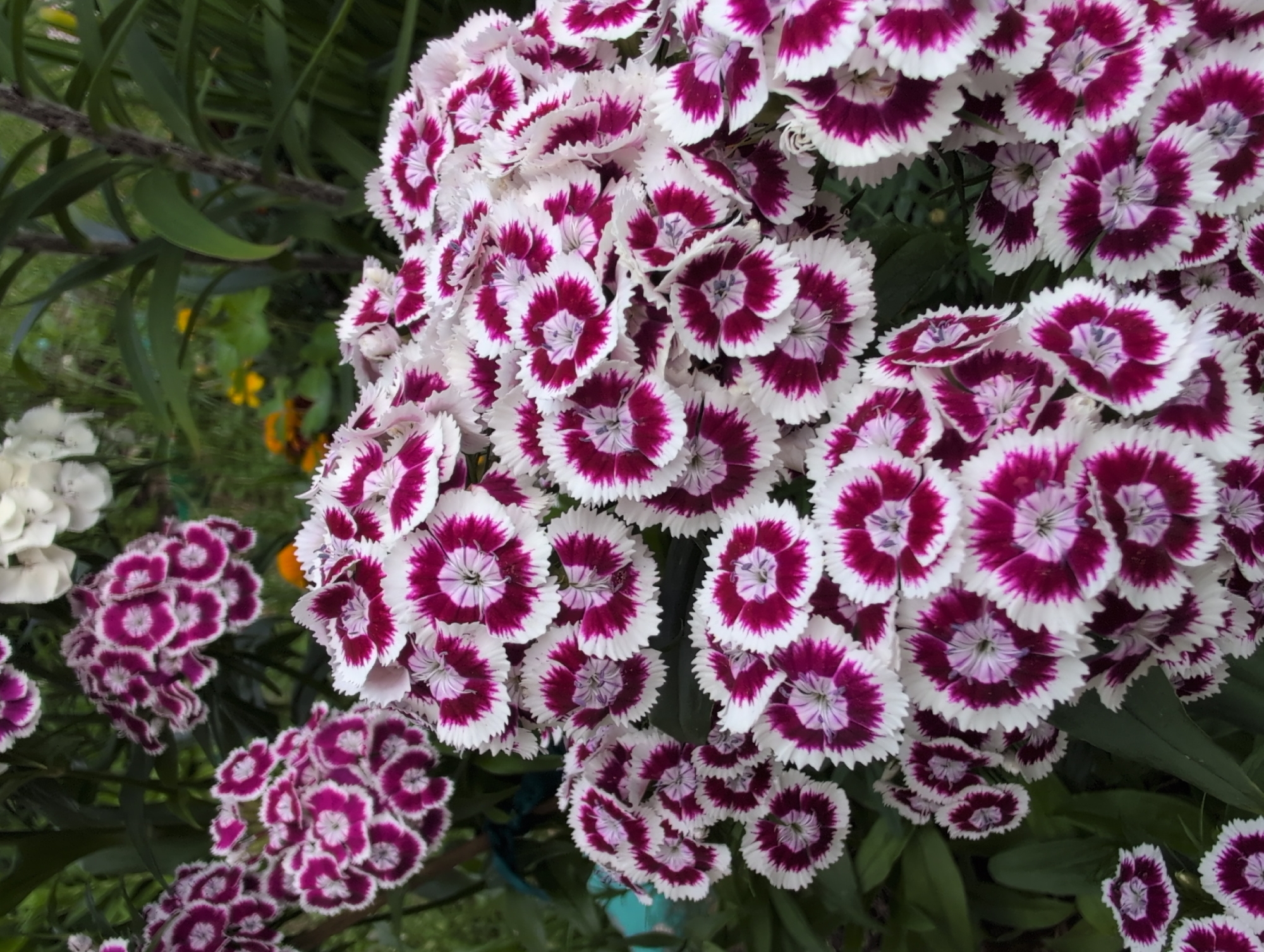 This is a close-up, eye-level, vertical, outdoor photograph of a dense cluster of dianthus flowers. The flowers are predominantly white with deep pink or magenta centers, and have fringed petals. They are in full bloom, creating a textured and vibrant display. The background is softly blurred, showing hints of green foliage and possibly other flowers, suggesting a garden setting. There are no people or animals visible in the image. The lighting appears natural, indicating it was taken during the day. There is no information available to associate this image with Saint Petersburg, Russia.