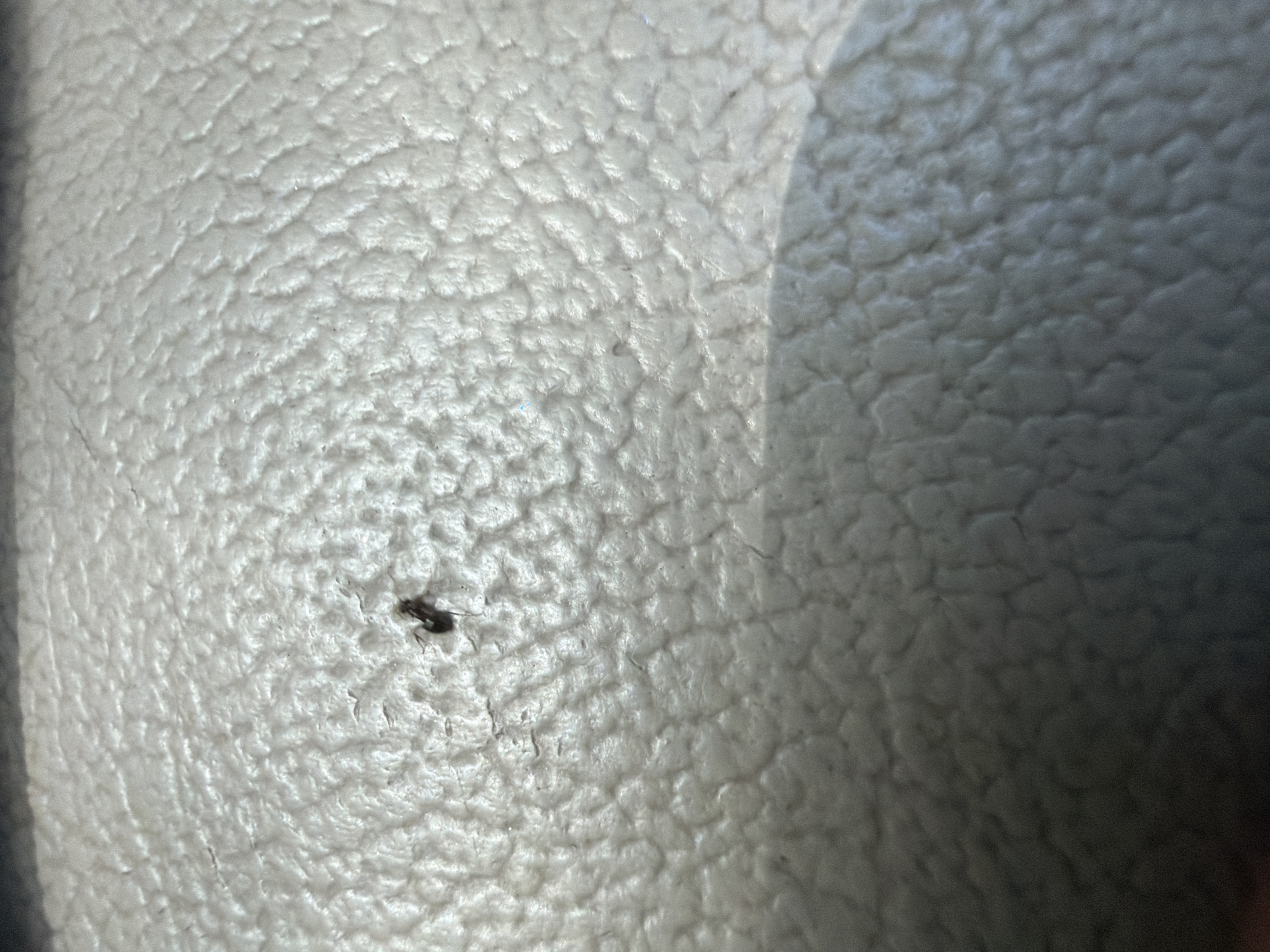 A close-up, high-angle shot shows a small, dark-colored insect, possibly an ant, on a textured, light-colored surface. The surface appears to be some kind of synthetic material with a pebbled or dimpled texture, similar to the interior of a car or a piece of furniture. The lighting suggests this is an indoor environment, likely during daylight. The insect is positioned slightly left of center and is in focus, while the surrounding surface shows varying degrees of sharpness, with some areas blurring into a shadow. The overall scene is sterile and lacks context about its specific location within Southlake, United States of America.