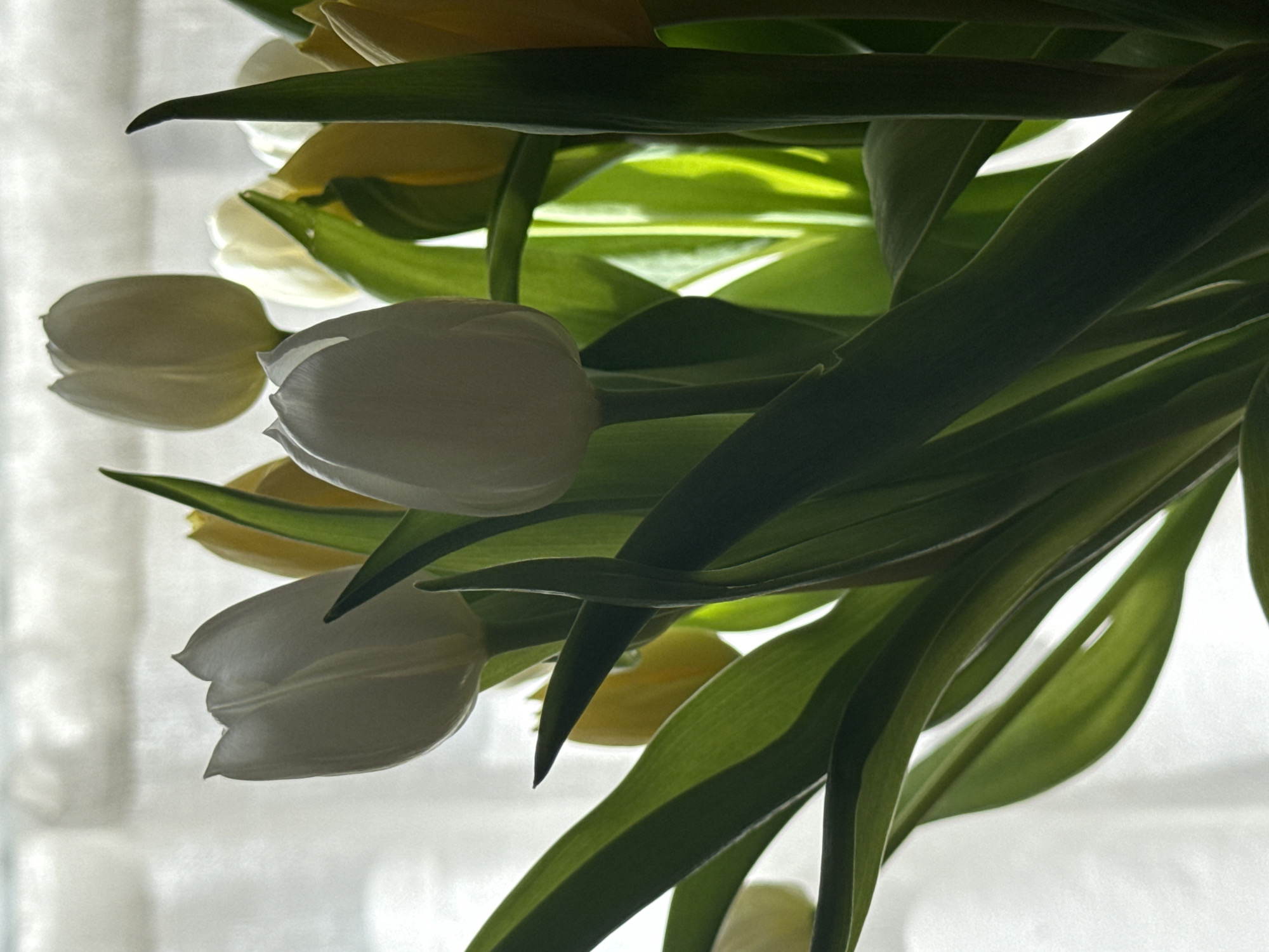 The image displays a close-up, indoor perspective of a floral arrangement. The primary subjects are a collection of white and yellow tulips, accompanied by multiple prominent green leaves and stems. The scene is backlit by a bright, diffused white light source, indicating a window covered by a sheer white curtain behind the flowers. This lighting creates varying contrasts, with some leaves and flower sections appearing illuminated and others in shadow. Several white tulip blooms are visible, some fully closed and others slightly open. Yellow tulips are interspersed throughout the arrangement. No human subjects, animals, or specific artificial objects other than the implied curtain are present. The precise location within the city of London, United Kingdom, cannot be determined from the visual evidence depicted in the image.