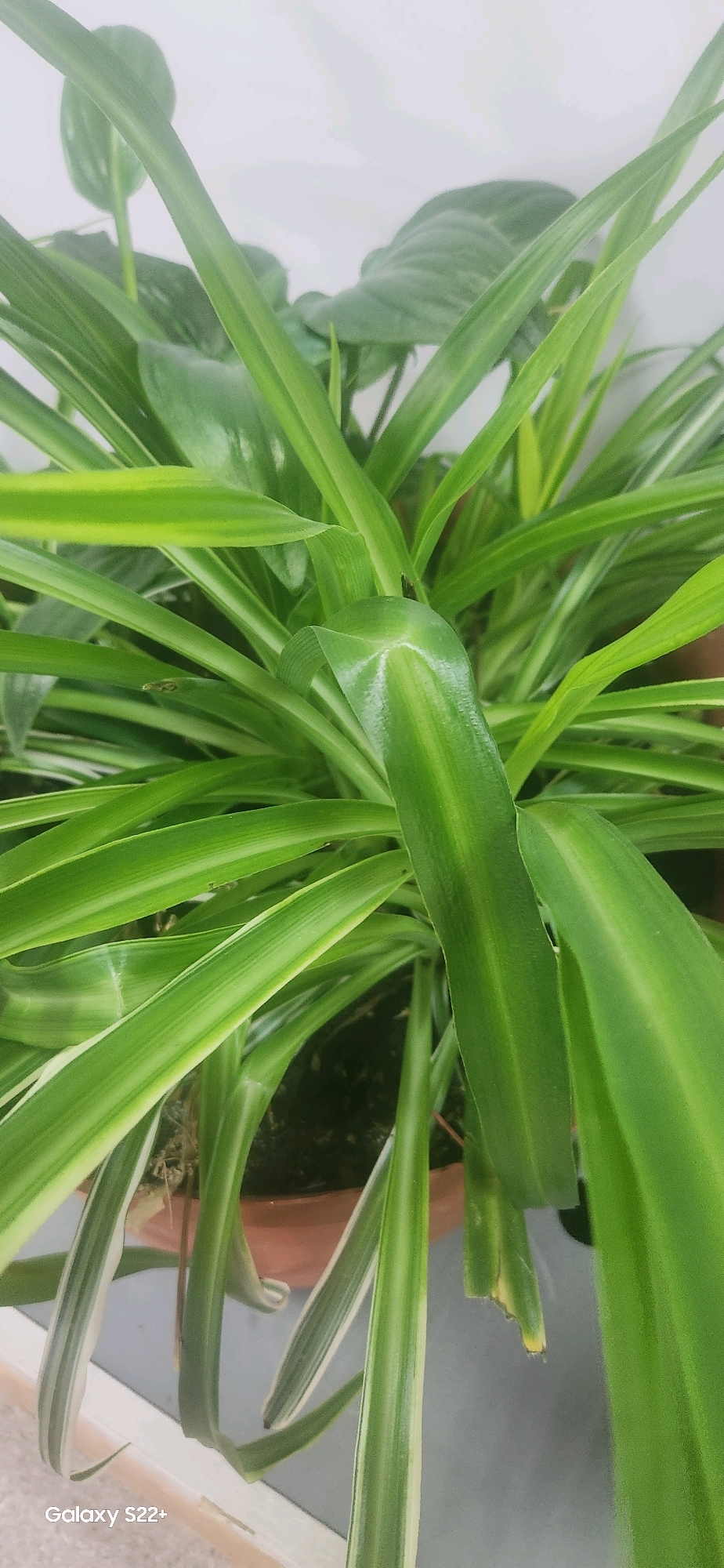 The image shows a close-up, vertical shot of a spider plant with variegated green and white leaves. The leaves are long, slender, and arching. Some leaves have prominent white stripes along their edges. The plant is in a pot, partially visible at the bottom, which appears to be terracotta. The background is a blurred, light gray or white, suggesting an indoor setting with a plain wall. There are no people, animals, or other objects visible in the image. The location in Nyurba, Russia, is not discernible from the visual information in the photograph.