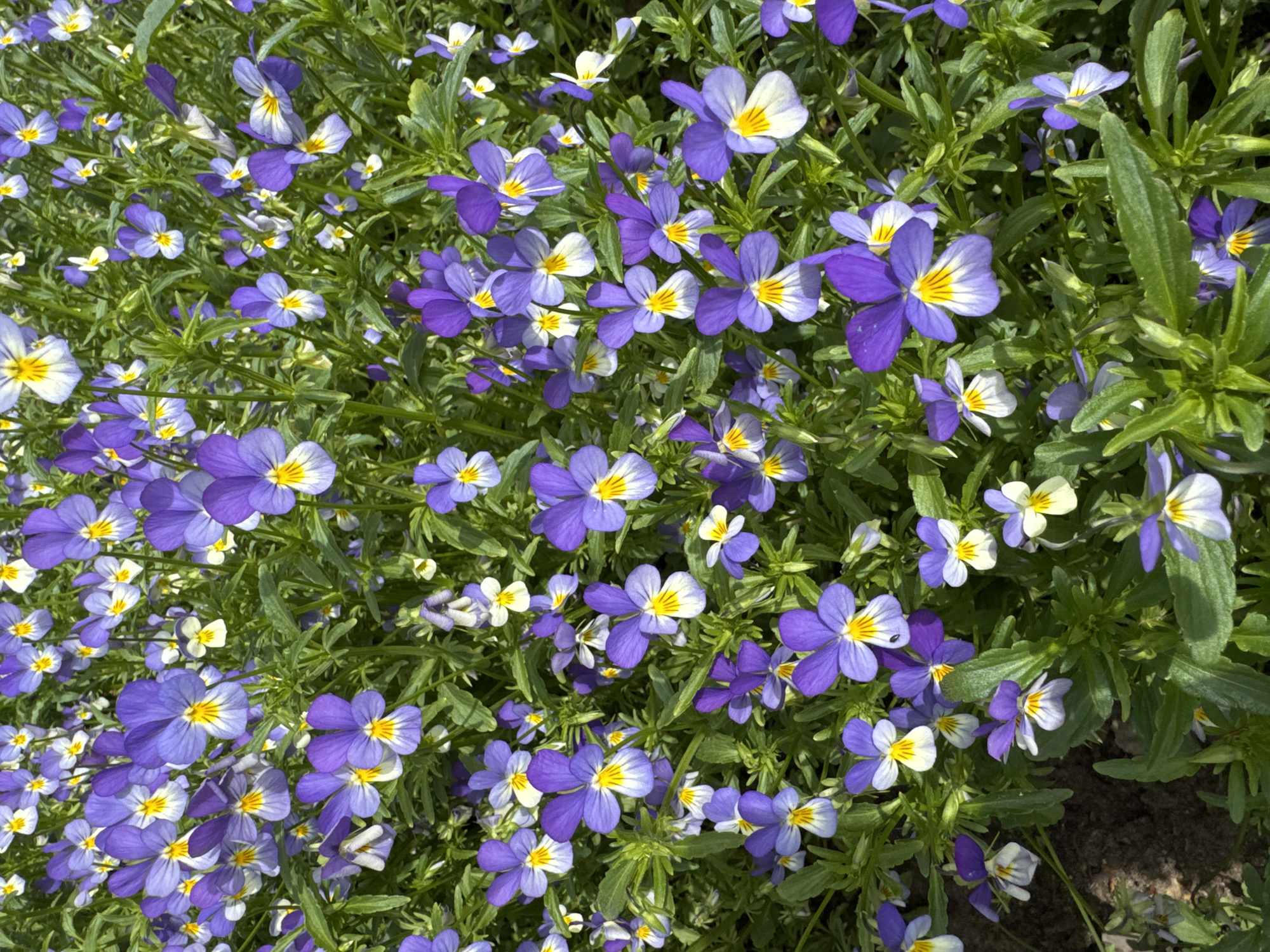 A ground-level, medium-shot captures a dense bed of purple and white Viola flowers in full bloom, interspersed with green foliage. The flowers exhibit a tri-color pattern of purple, white, and yellow. The location appears to be outdoors, and the natural light suggests daytime. There is no indication of Chaikovsky, Russia, nor any people, subjects, objects, actions, or interactions.