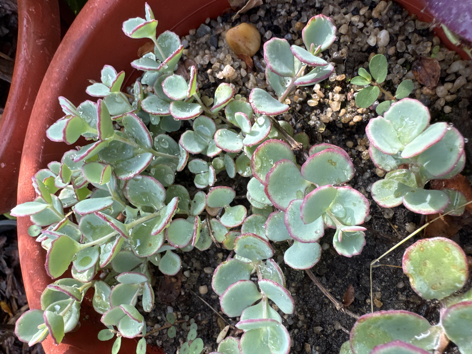 A close-up, overhead shot reveals a potted succulent plant with light green, rounded leaves outlined in pink. The leaves are wet, with small water droplets visible. The plant is in a reddish-orange plastic pot filled with dark soil and small pebbles. The background is blurred, showing more of the pot and suggesting an outdoor setting. There are no people or animals present. The image is taken in Razdolnoye, Russia.