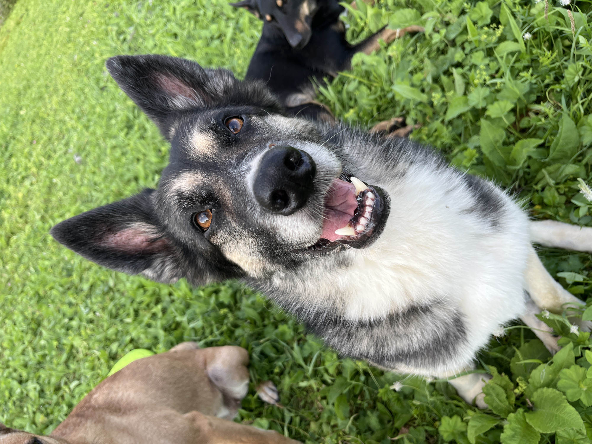 A close-up, eye-level outdoor shot captures a happy, panting German Shepherd mix in the foreground. The dog, with distinctive black, white, and grey fur, has amber eyes, erect ears, and its mouth is open, revealing its pink tongue and white teeth. It appears to be looking directly at the camera. In the blurred background, another dog, primarily black, is lying down on a patch of green grass. To the left, partially visible and also out of focus, is a tan-colored dog sitting down. The setting is a grassy area with some small white wildflowers scattered throughout. The overall impression is of a playful interaction among dogs on a warm day. No specific landmarks or indications of Nizhny Tagil, Russia, are present in the image.