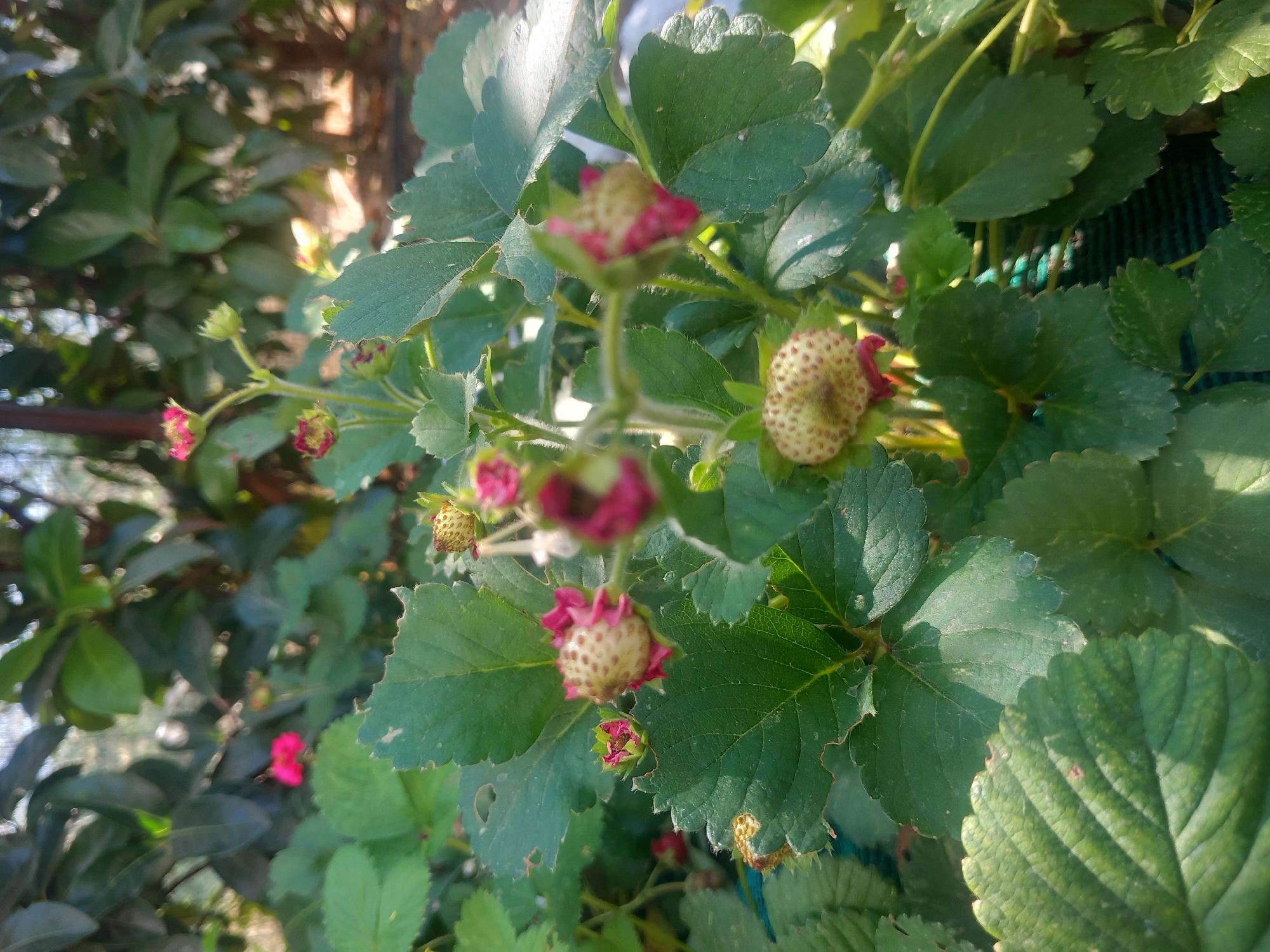 A close-up, eye-level shot focuses on a strawberry plant with several developing fruits and flowers. The strawberries are small and green with visible seeds, and some are partially covered by their pinkish-red sepals. A few small pink flowers are also visible, some in focus and others blurred in the background. The plant's green leaves, some with serrated edges and minor damage, fill the frame. The background is softly blurred, suggesting an outdoor environment with dappled sunlight. There are no people or animals in the image. The scene is a naturalistic depiction of a strawberry plant's growth cycle.