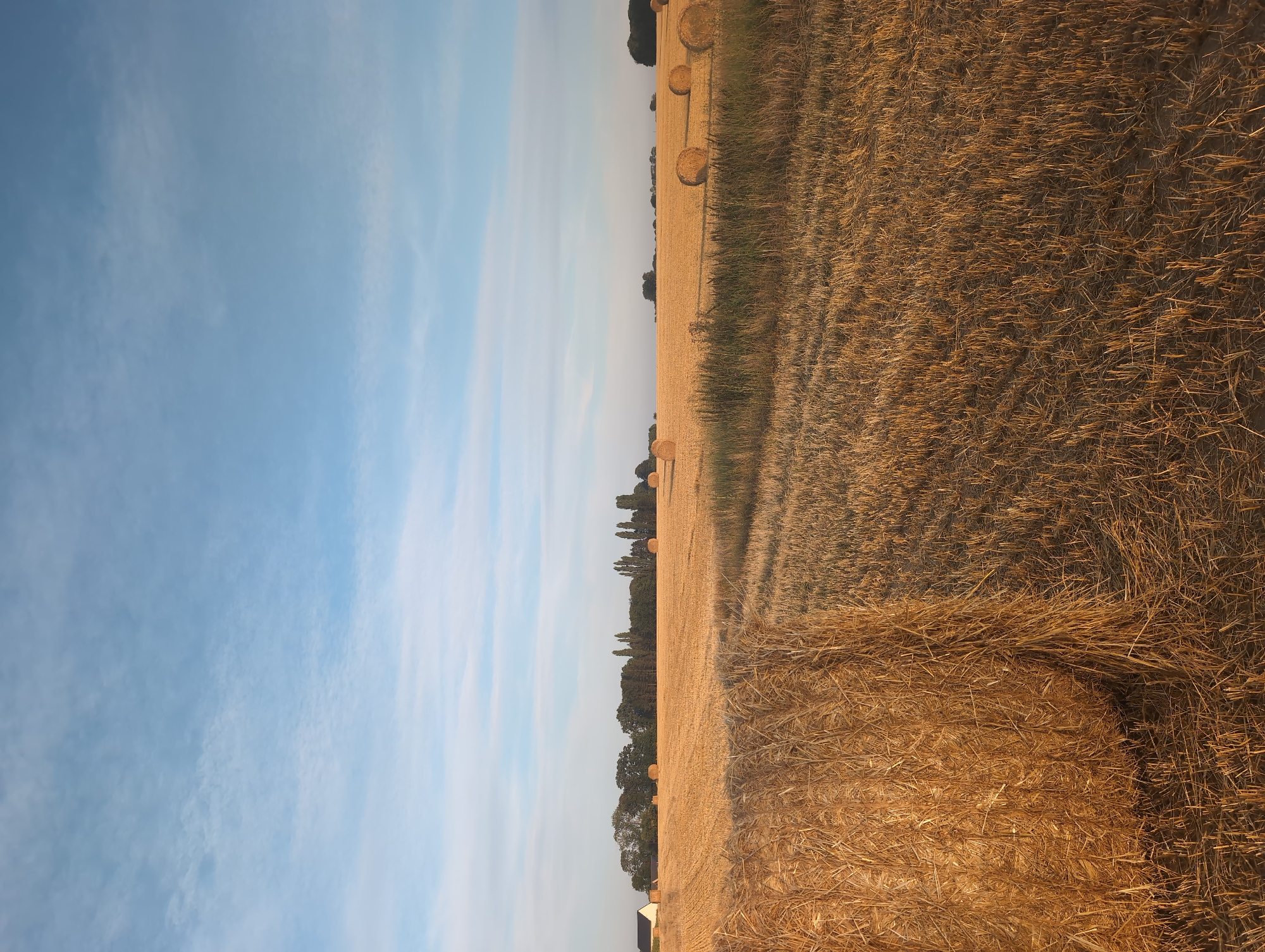 This is a wide-angle, eye-level, outdoor, daytime photograph of a harvested wheat field in Alvimare, France. The field is golden yellow, with stubble from the harvested wheat. Several large, round bales of straw are scattered across the field, some in the foreground and others in the midground. In the distance, a line of trees borders the field, with a small white building visible on the left side of the frame. The sky is a clear, pale blue with wispy white clouds. The lighting suggests it is either early morning or late afternoon, as the sun is low and casts long shadows.