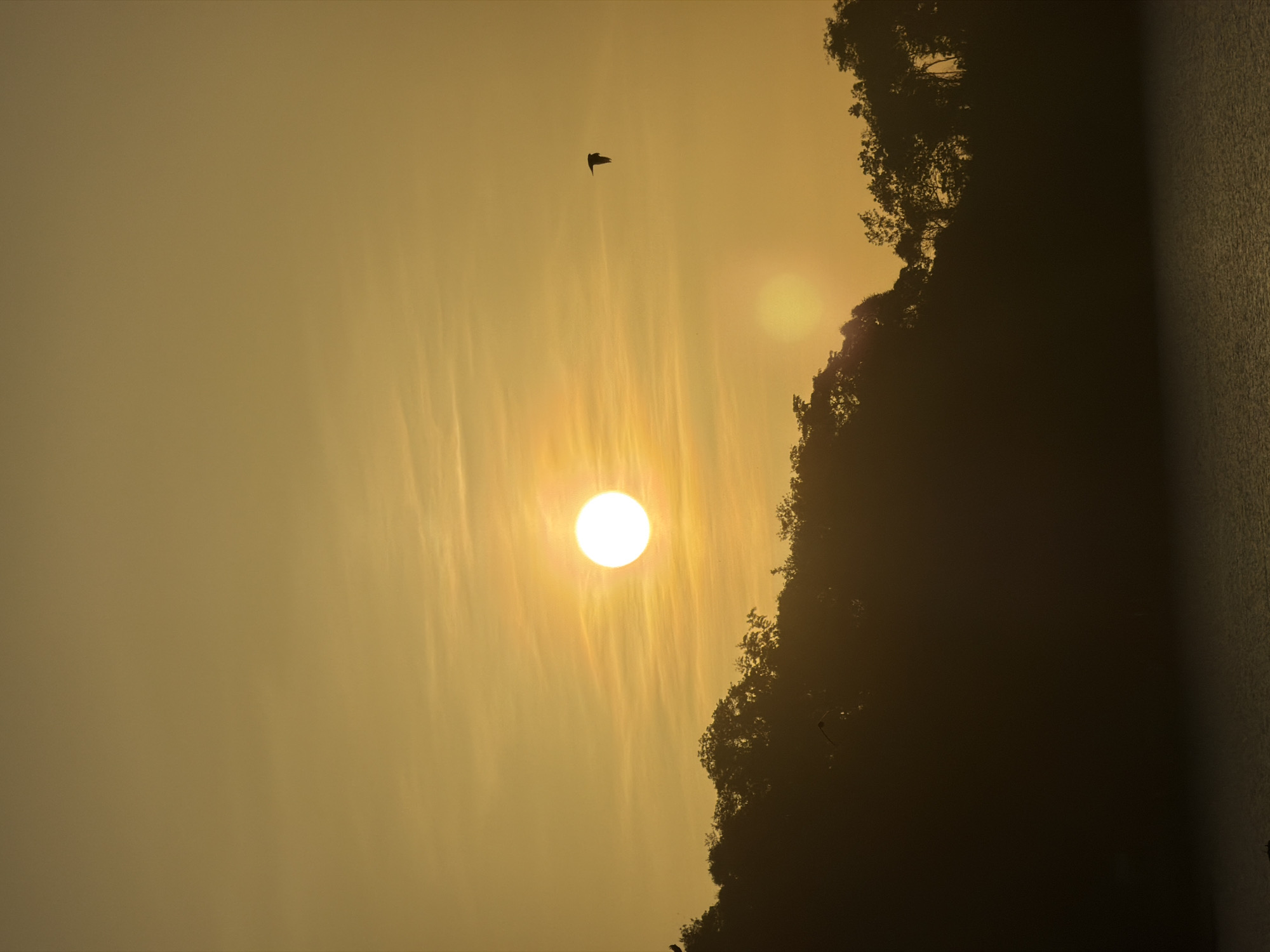 A tranquil scene unfolds at Pak Nam Chumphon, Thailand, as the sun, a brilliant orb, descends towards the horizon. The sky is a canvas of warm, golden hues, streaked with faint clouds that catch the fading light. Silhouetted against this vibrant backdrop is a dense line of trees, their foliage forming an undulating dark mass that separates the sky from the water below. The water itself appears calm, reflecting the muted glow of the sunset. A solitary bird takes flight, its dark silhouette a stark contrast against the luminous sky, adding a sense of movement to the otherwise still landscape. The overall impression is one of serene natural beauty, a moment of peace captured at the edge of the day.