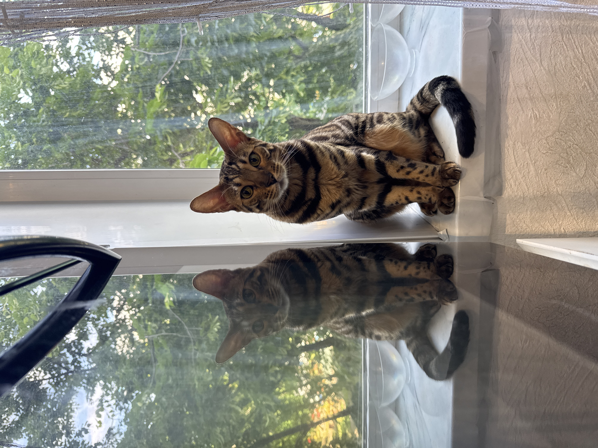 A Bengal cat with distinctive brown and black striped and spotted fur is the central subject of this vertical photograph. The cat is positioned on a white window sill, looking directly at the viewer with bright green eyes. Its front paws are tucked beneath its chest, and its striped tail curves around its back, ending in a black tip. The cat's body is mostly brown with dark brown to black stripes and rosettes, characteristic of the breed.
Behind the cat, a large window reveals a lush outdoor scene with vibrant green foliage, suggesting a sunny day. Sunlight filters through the leaves, creating bright bokeh effects in the background. Above the window, part of a patterned curtain or blind is visible.
A prominent feature of the image is the clear reflection of the cat and its surroundings on a surface below the window sill, likely a glass or highly polished surface. The reflection shows the cat's full body, inverted, mirroring its posture and features accurately. On the right side of the window sill, a clear, semi-spherical object, possibly part of a cat bed or enrichment item, is visible. The indoor setting also features a textured, light-colored wall or surface to the right.
The overall impression is one of curiosity and calm, with the cat seemingly posing for the camera while enjoying the warmth and view from the window. The reflection adds an interesting compositional element, effectively doubling the cat's presence in the frame. There is no visible text in the image.
