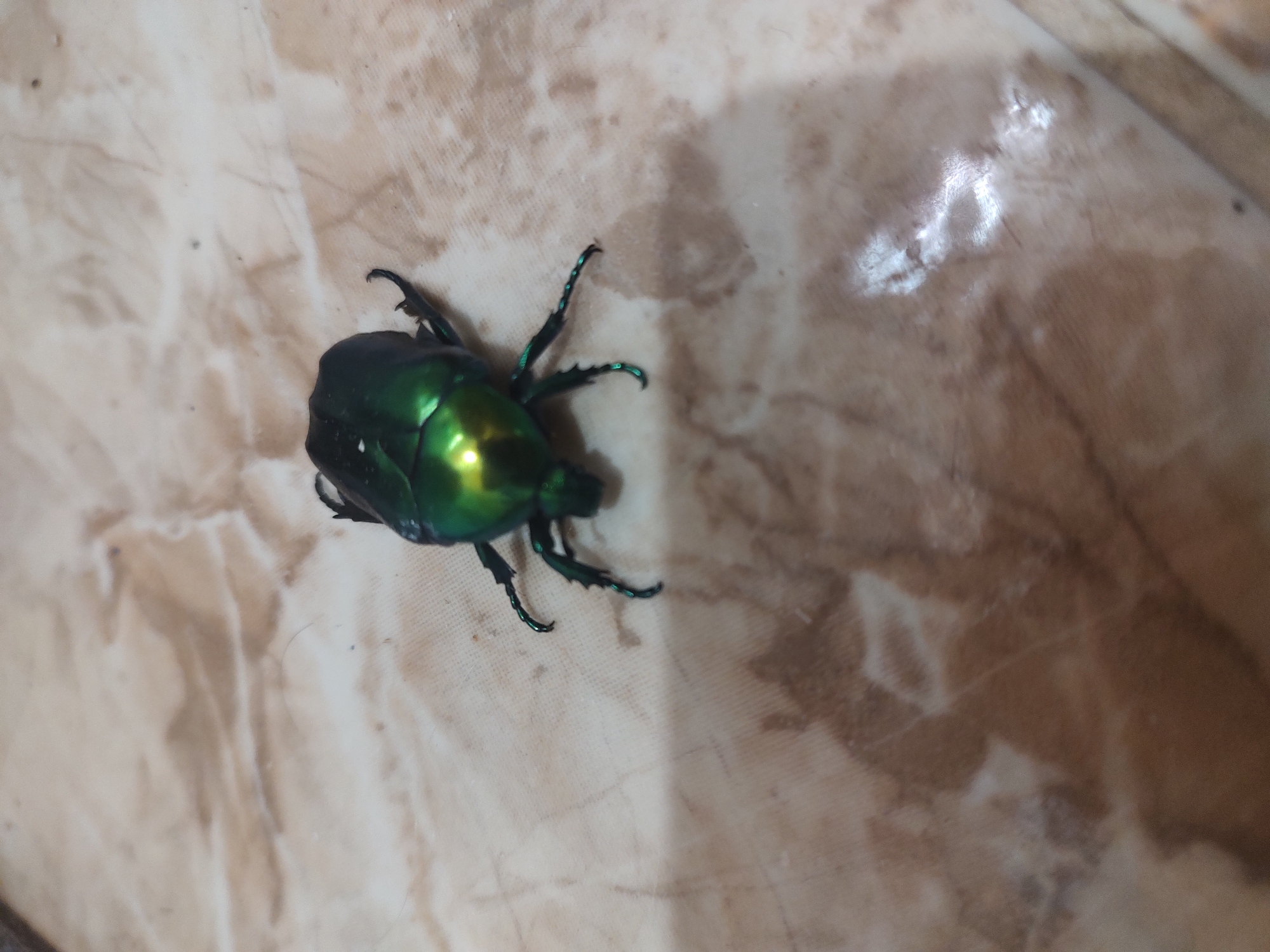 This is a close-up, overhead shot of a single, iridescent green beetle resting on a beige, patterned surface. The beetle is the central subject and is sharply in focus. Its exoskeleton has a metallic sheen, reflecting light in shades of green and yellow. The beetle's legs, which are also dark green and appear spiky, are splayed out on the surface. The background is a mottled beige surface with darker brown veining, resembling marble or a similar stone. The lighting appears to be artificial, creating bright highlights on the beetle and the background. There is no visible text, people, or other animals. The overall impression is a macro photograph of an insect in a domestic or indoor setting. Given the location context of Tervel, Bulgaria, the setting could be a floor or table surface within a home or building in that region. No specific activity or event is taking place, as the beetle is stationary. The time of day and weather are not discernible from the image.