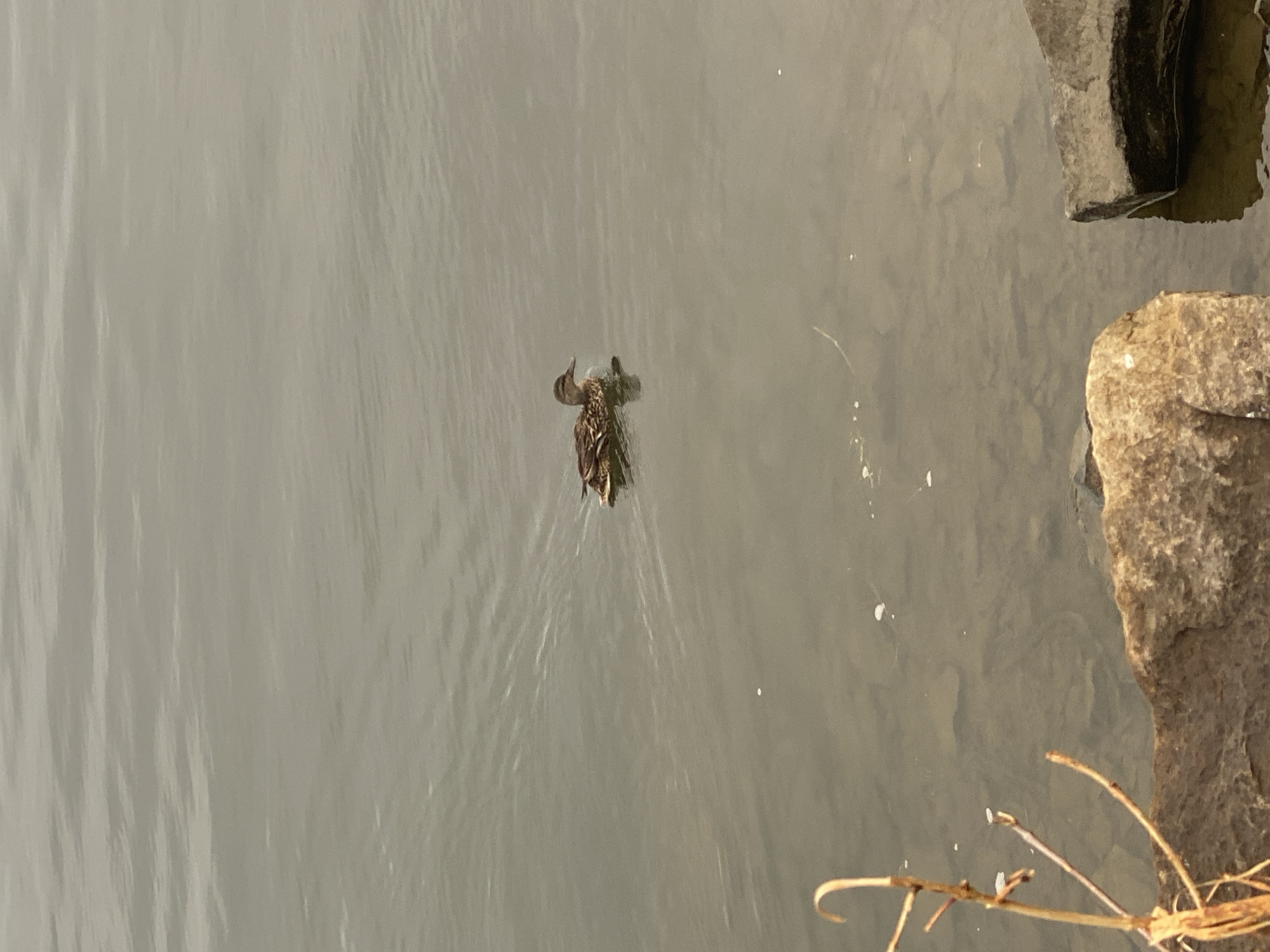 A single mallard duck swims in calm, shallow water near the rocky shore. The water's surface reflects the overcast sky, creating a muted, gray-green tone. Submerged rocks and pebbles are visible beneath the translucent water. In the foreground, dried reeds and a few rocks are present. The scene is devoid of any human presence. The location is the St. Lawrence River in Montreal, Canada.