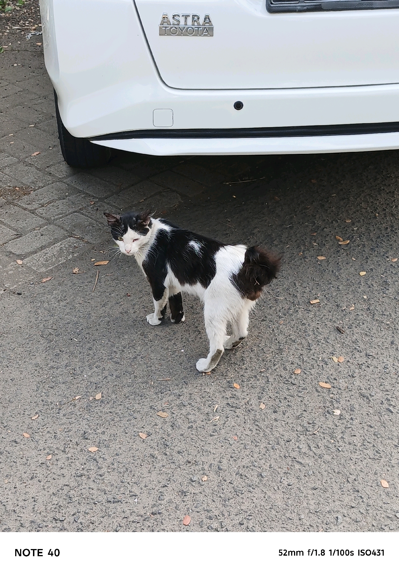 A black and white cat stands on asphalt in front of a white car. The cat is facing the camera, with its head tilted slightly. The car has "ASTRA TOYOTA" emblems on the rear. The asphalt is paved with small stones and scattered with dry leaves. The scene appears to be in an outdoor, urban environment, possibly a parking lot or a street. The image is a photograph with text overlays "NOTE 40" and "52mm f/1.8 1/100s ISO431".