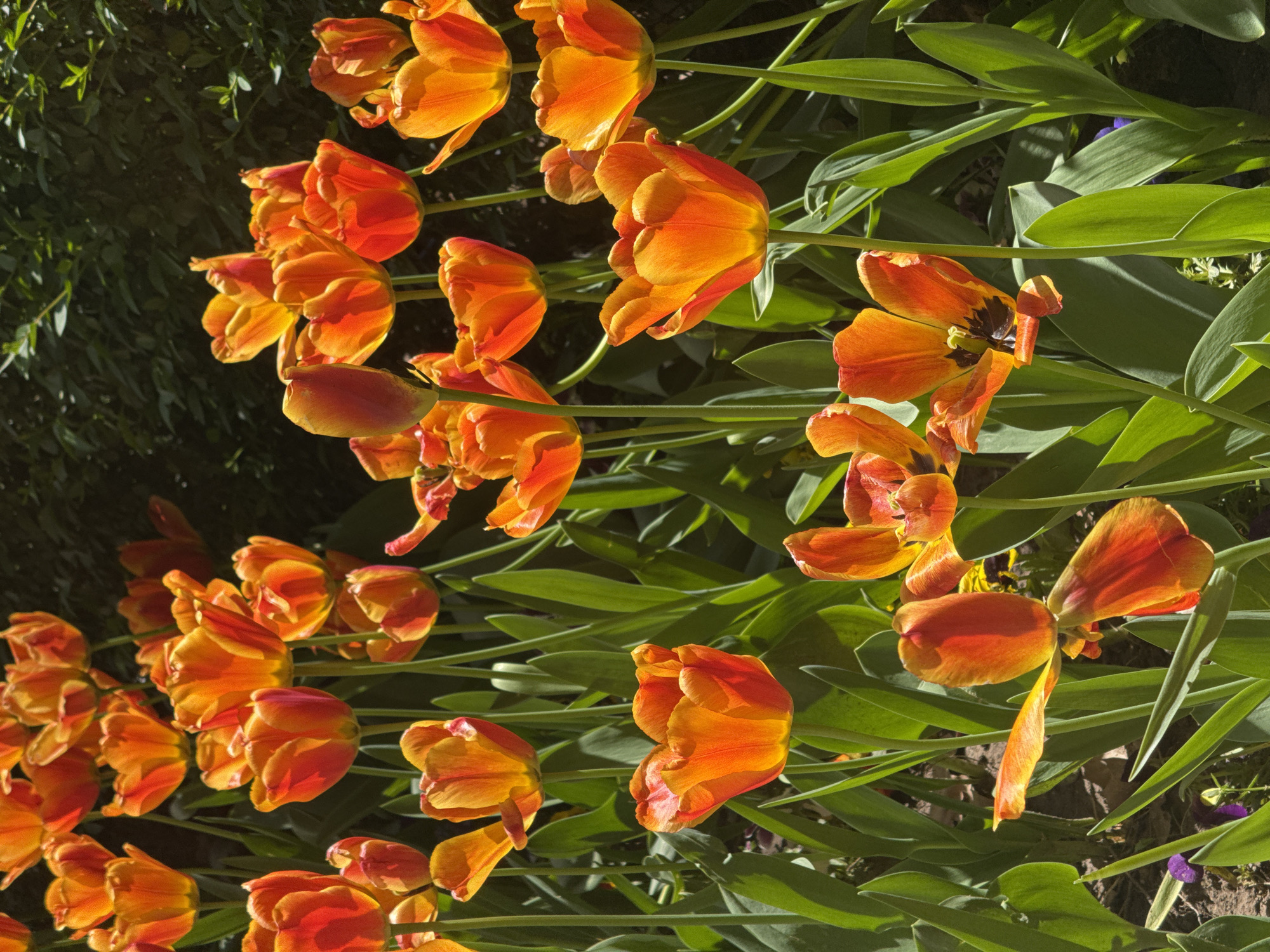A dense row of orange and yellow tulips with green leaves stretches across the frame. The flowers are at various stages of bloom, with some fully open and others still tightly closed. The background is a mix of darker green foliage and glimpses of brown earth. The location is likely a garden or park within Sofia, Bulgaria, given the commonality of tulips in urban landscaping.