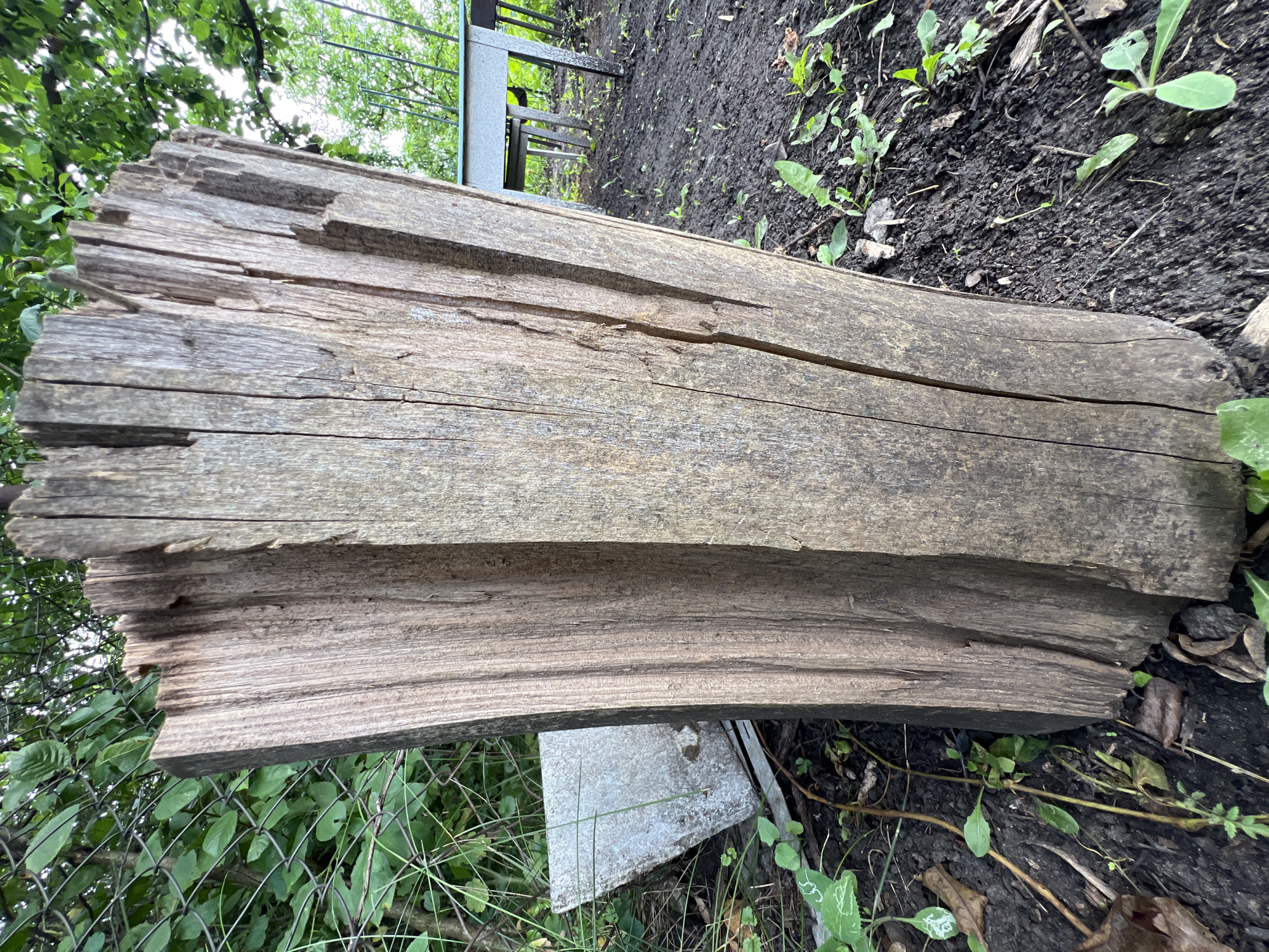 A weathered, aged wooden post stands upright in dark soil. The post exhibits deep cracks and splintered edges, indicating significant decay. The ground surrounding the post is littered with dry leaves and small green plants. In the background, a chain-link fence with overgrowth can be seen, and further back, a metal table and chairs are partially visible. The scene appears to be outdoors in a rural or garden setting, possibly on the outskirts of Khryashchevka, Russia, given the context.