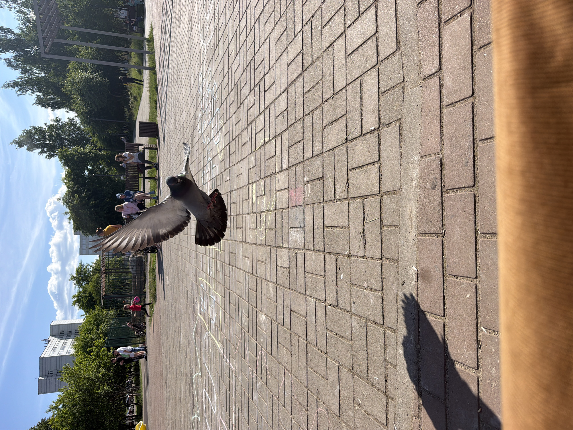 This scene is situated in a public park or pedestrian area within the city of Chaikovsky, Russia, captured on a sunny day with a clear blue sky and scattered white clouds. The foreground consists of a low-angle view of an unidentified brown, textured surface. Immediately beyond, the ground is paved with light brown rectangular pavers arranged in a herringbone pattern, marked with various chalk drawings in white, yellow, and pink. A dark, indistinct shadow is cast on the pavement in the lower-left corner.
The central subject is a grey and white pigeon captured in mid-flight, descending or ascending, with its wings fully extended and its legs visible. The pigeon's shadow is cast on the paved ground beneath it.
In the mid-ground and background, multiple individuals are present. To the left, a group of three adults stands near a dark metal fence, behind which are visible two strollers. A child in a red shirt is seen running to the right of this group, holding a pink object. Further to the right, three individuals are seated on a dark wooden bench, with a dark trash bin positioned nearby. Other benches are visible further into the background, occupied by additional people.
The area is extensively landscaped with green trees and bushes, creating a park-like environment. Tall, slender trees are visible in the distance on the right, and a multi-post metal structure stands partially obscured by foliage. In the far background on the left, two multi-story white buildings with numerous windows are visible above the tree line. The bright sunlight casts distinct shadows from the trees, people, and the pigeon, indicating strong illumination.