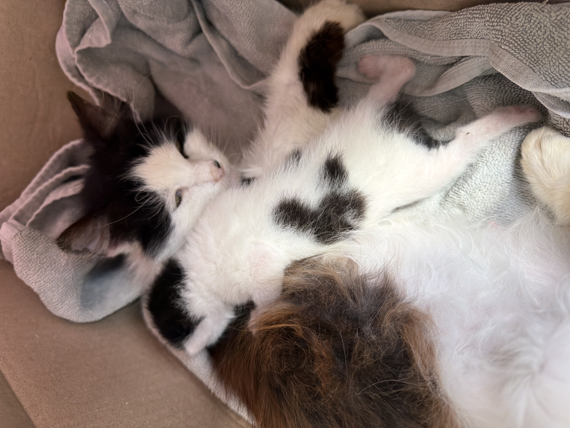 A black and white kitten sleeps on a grey towel inside a cardboard box. The kitten is lying on its back, with its paws stretched out. Another white and brown fluffy animal is lying next to the kitten. The location is unspecified but implied to be Podlastva (Poljice), Montenegro.