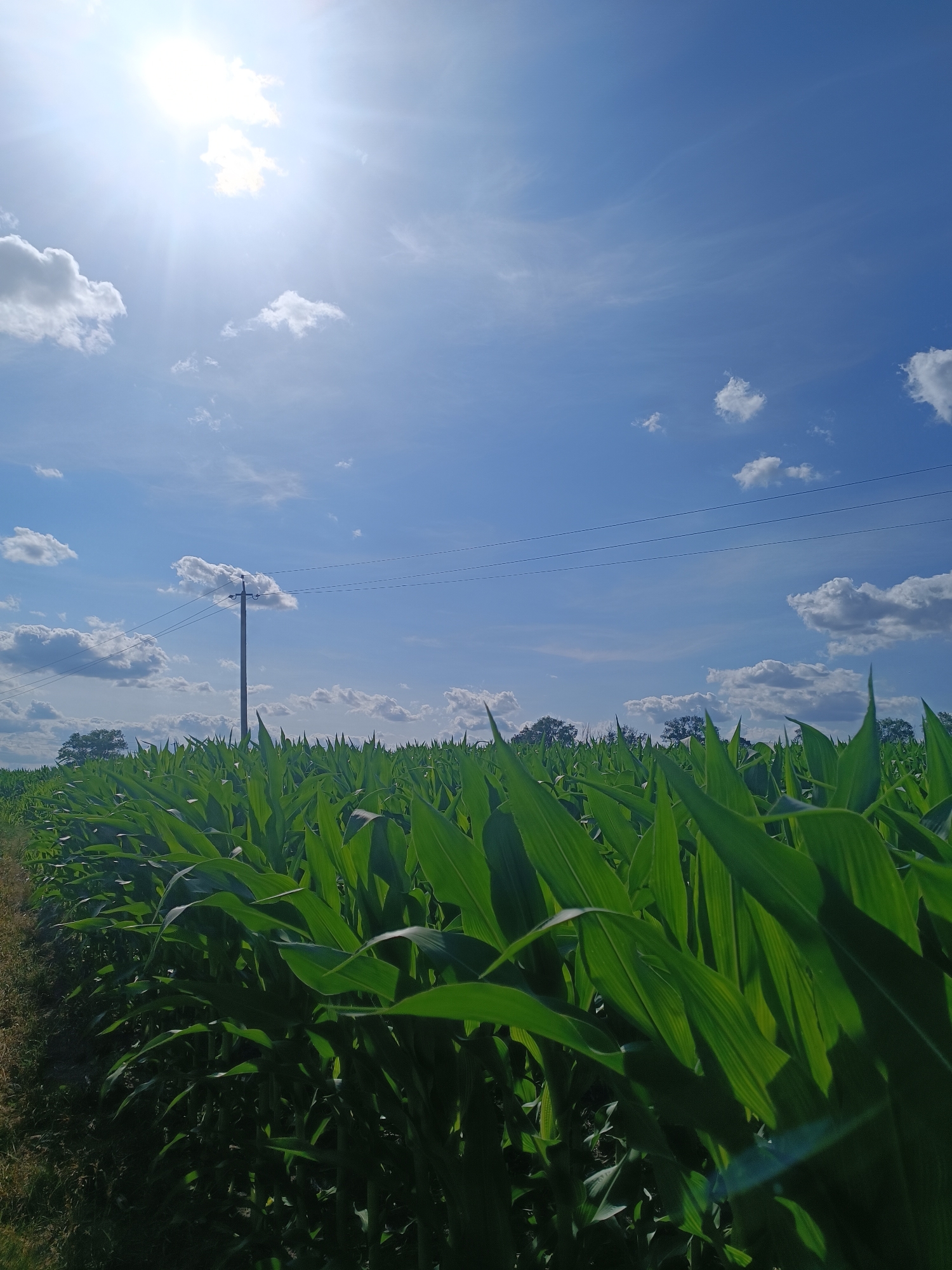 This is a vertical, eye-level, medium shot of a cornfield under a bright blue sky. The sun is high in the sky and shining brightly in the upper left quadrant, with some light cloud cover. There is a wooden utility pole with power lines stretching across the frame, located in the middle ground, to the left of center. The corn stalks are tall and lush green, filling the lower two-thirds of the image and extending into the background, creating a dense, textured field. The leaves of the corn are catching the sunlight, creating highlights and shadows. In the far distance, silhouetted trees can be seen along the horizon. The overall mood of the image is bright and serene, suggesting a warm, sunny day in a rural agricultural setting. No people or text are visible in the image. The location context is Viitivtsi, Ukraine.