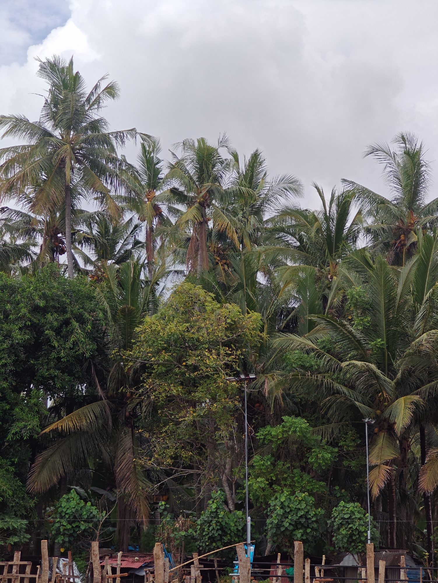 The image depicts a dense tropical landscape in Nusa Penida, Indonesia. Numerous coconut palm trees dominate the scene, their tall trunks rising amidst a variety of other green vegetation. Coconuts are visible on some of the palm trees. In the lower portion of the image, a wooden fence or barrier is present, with glimpses of what appear to be simple structures or dwellings behind it. Two streetlights can be seen in the middle ground, adding a human-made element to the natural environment. The sky above is overcast with clouds. The scene suggests a rural or semi-rural setting, possibly along a coastal area or near a village within Nusa Penida.