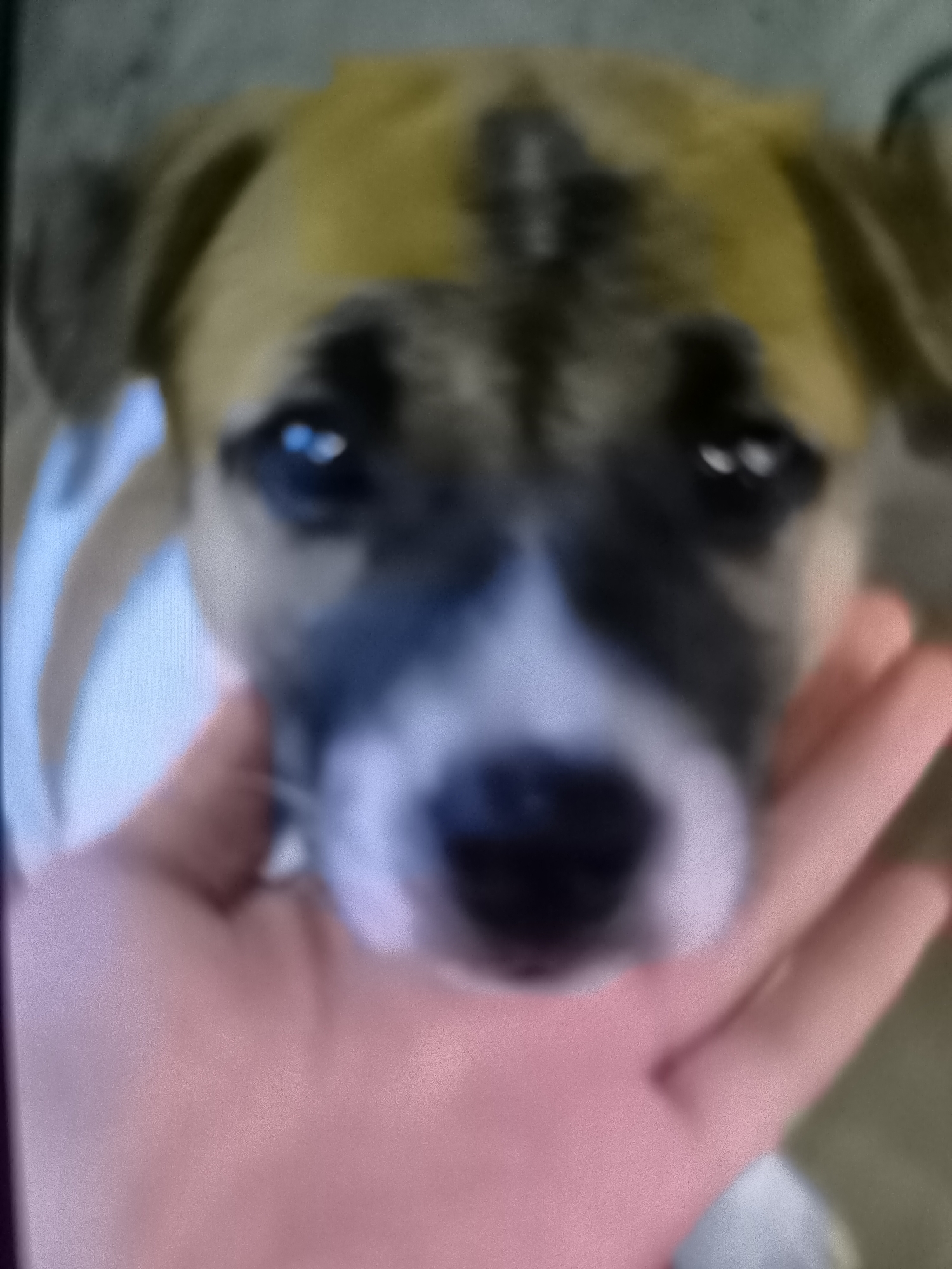 A slightly blurry, close-up, eye-level, medium shot captures a puppy's face being held by a human hand. The puppy has tan fur on its head and chest, with dark brown and white markings on its face. Its blue eyes are visible. A human hand, with light skin, is cupped beneath the puppy's chin, supporting its head. The background is out of focus, showing a muted, textured surface that is light gray and beige. The image appears to be taken indoors. The location of Banjarejo, Indonesia is not discernible from the visual information provided in the image.