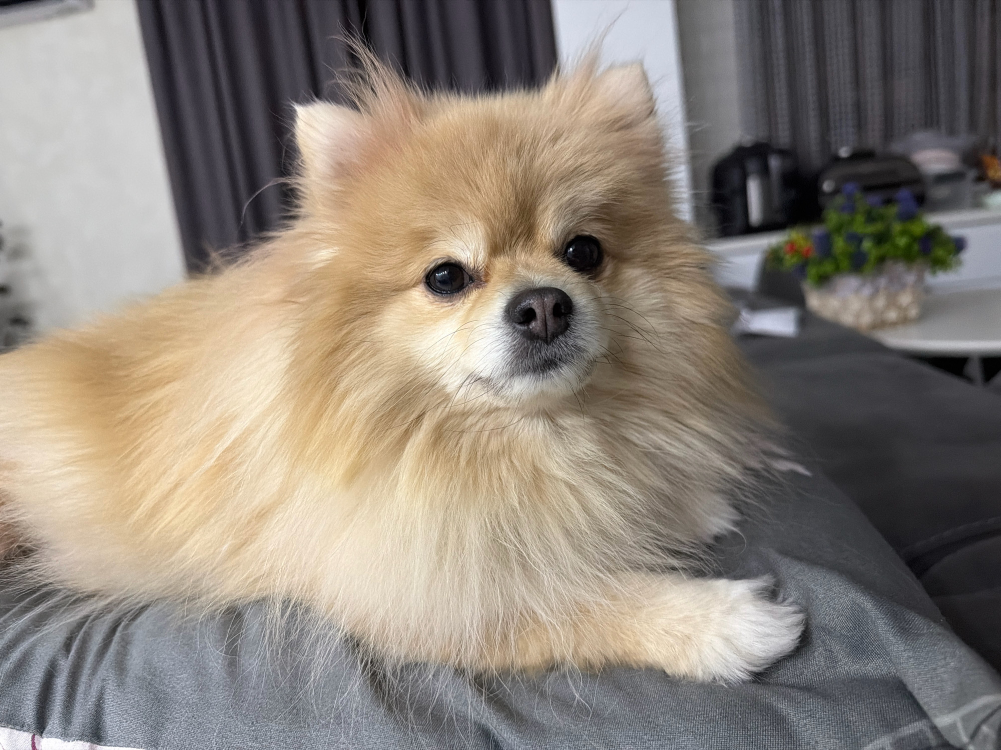 A light brown Pomeranian dog with dark eyes and a black nose lies on a gray surface in a room. The dog's fur is fluffy and surrounds its face. In the background, a dark curtain hangs, and beyond that, a white surface is visible with some blurred objects. A small floral arrangement in a basket is also visible on the white surface. The scene appears to be indoors, possibly in a residential setting. There is no indication of the location being in the city of Tbilisi, Georgia.