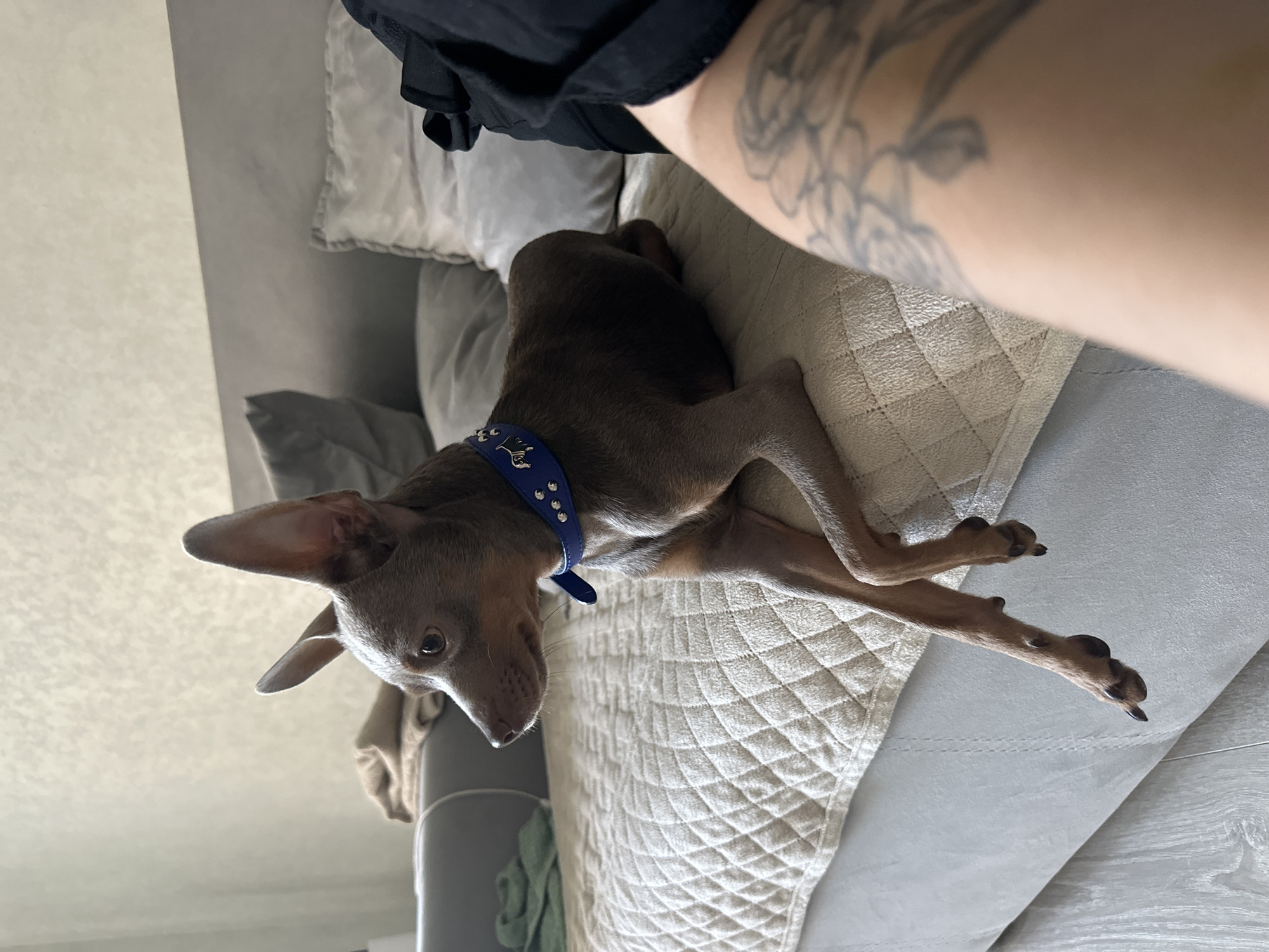 A small, slender dog with large ears and a blue collar with studs is lying on a quilted beige surface that appears to be a bed or sofa. The dog is facing left, with its body slightly angled towards the viewer. In the foreground, the lower part of a person's arm is visible, showing a tattoo. The background consists of pillows and a wall with a textured pattern. The scene is indoors, with soft lighting. The provided image and its crops do not contain information that would allow for its location to be identified as Chaikovsky, Russia.