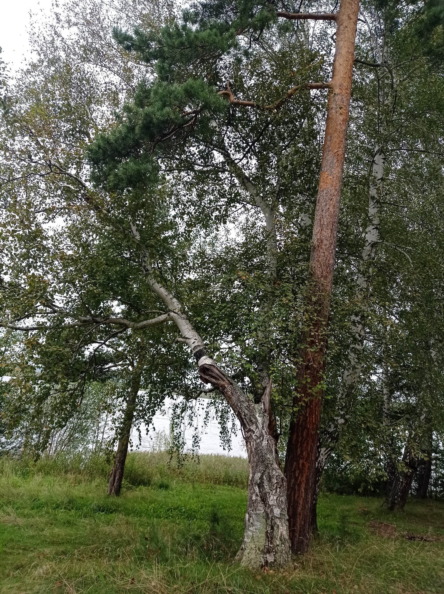The image depicts a grove of trees, including birch and pine, along a grassy area that slopes down towards a body of water. The sky is overcast. The trees are in various stages of foliage, with some appearing to be transitioning towards autumn colors. The ground is covered in green grass and dried blades of grass. The overall impression is a natural, uncultivated landscape. This scene is located in the city of Degtyarsk, Russia, specifically in the vicinity of its forest park areas which often feature a mix of birch and pine trees adjacent to water bodies, characteristic of the Urals region.