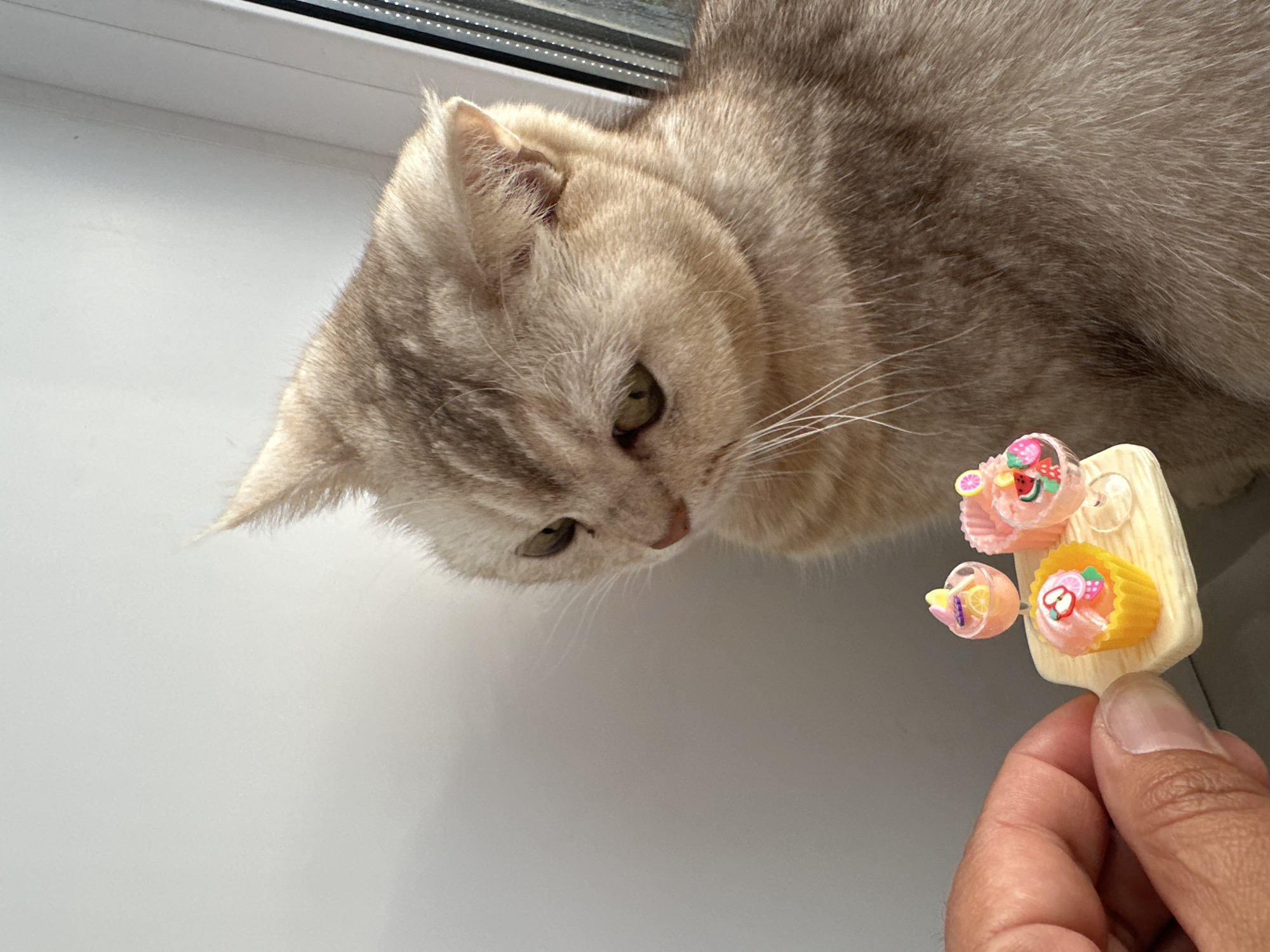A close-up, eye-level indoor shot captures a light-colored tabby cat looking down intently at miniature dessert items presented by a human hand. The cat, with cream and light brown fur, subtle tabby markings, green eyes, and white whiskers, occupies the upper left portion of the frame, its head turned downwards and to the right.
A human hand, showing a thumb and forefinger with light skin tone, holds a small, light-colored rectangular tray or board on the right side of the image. On and around this tray are three tiny, colorful miniature cupcakes or desserts. One miniature in a pink cupcake liner, topped with small, brightly colored fruit shapes like strawberries and citrus slices, rests on the tray. Another, similar miniature in a yellow liner, is also on the tray. A third miniature, housed in a clear or translucent circular cup and also decorated with tiny fruit, is held slightly below and to the left of the tray by the fingers.
The background is a bright, plain light gray or white surface, likely a wall or windowsill. A dark line at the top indicates a window frame, with a white windowsill visible along the top and left edges. The bright lighting suggests it is daytime. The cat displays an expression of curiosity and interest towards the miniature items. No visible text is present in the image.