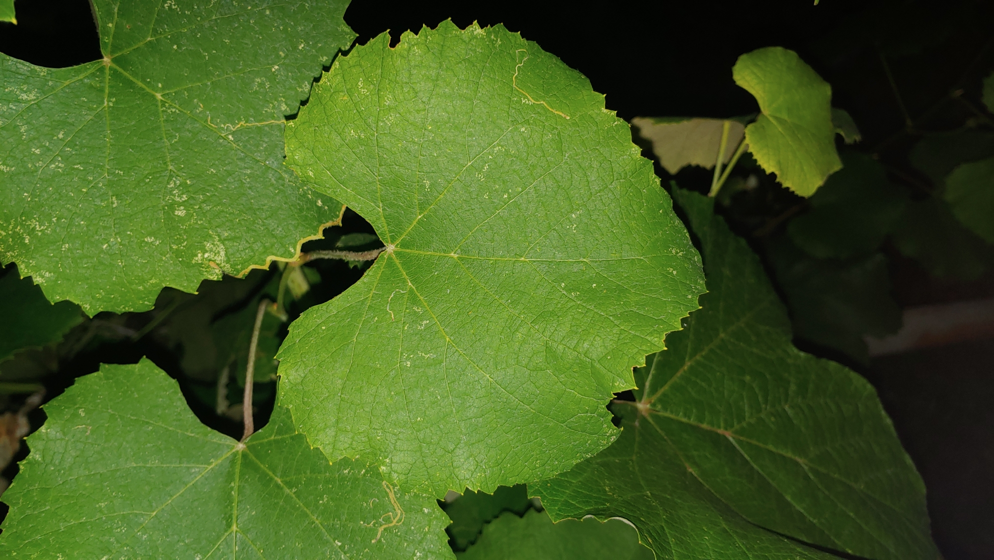 A close-up, vertical shot captures the detailed texture of several green grape leaves against a dark background. The leaves exhibit a serrated edge and prominent venation. One central leaf is heart-shaped, with a lighter green hue and small, scattered white spots. To the upper left and right, other leaves are visible, one showing more of the white spotting. In the lower right, a smaller, lighter green leaf is partially illuminated. The overall impression is of lush foliage. The image was taken in Mukachevo, Ukraine.