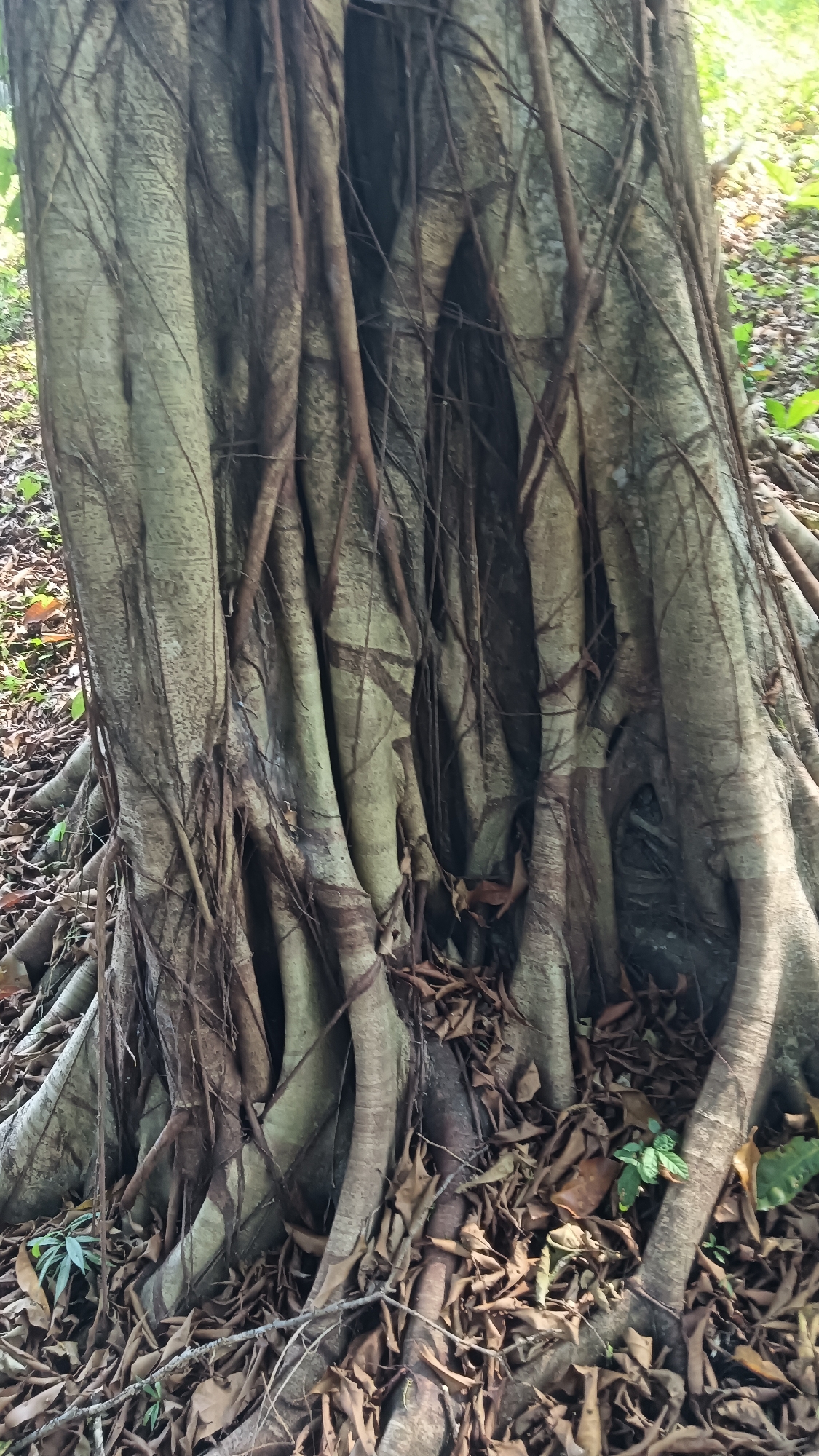 The image displays the thick, gnarled roots and lower trunk of a large tree, likely a banyan tree, in Tanggan, Indonesia. The exposed roots are light gray and brown, with numerous smaller, darker aerial roots hanging down and intertwining. The ground around the base of the tree is covered in a thick layer of fallen, dry leaves and some sparse green foliage. The lighting suggests an outdoor environment, possibly a forest or park, with dappled sunlight filtering through. No people or animals are visible in the frame.