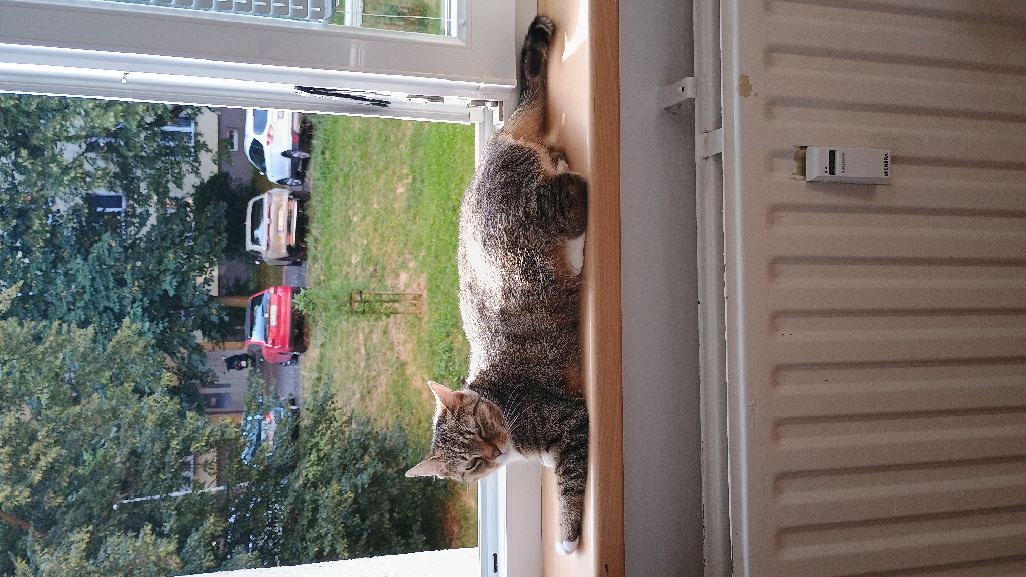 A tabby cat is lying on a wooden windowsill in an apartment in Sokolov, Czechia. The cat is resting its front paws on the sill, with its body stretched out. The cat has striped fur and white paws. Outside the window, there is a grassy area with trees and several parked cars. The building appears to be an apartment complex, with windows visible on the facade. The image also shows a radiator below the windowsill, with a white heat cost allocator attached to it. The radiator is white and has vertical fins. The scene is lit by sunlight, which is casting shadows across the cat and the windowsill. The overall impression is one of a peaceful domestic scene, with the cat enjoying the sun and the view from its perch.
