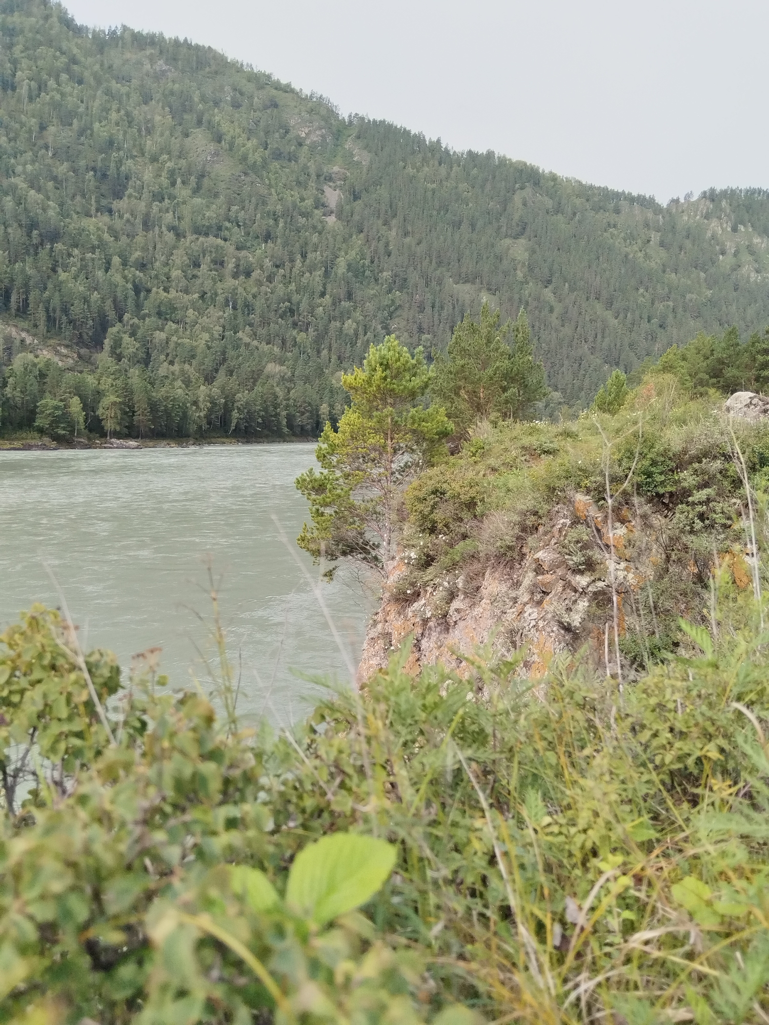 The image depicts a wide, murky river flowing through a mountainous, forested region. The foreground is filled with lush, green vegetation, with some of the plants in sharp focus and others blurred. A rocky cliff face, covered in green shrubs and a few trees, rises from the edge of the river on the right side of the frame. Beyond the river, a densely forested mountainside stretches across the background, with a light-colored, overcast sky overhead. The scene is likely Chemal, Russia, given the characteristic landscape of the Altai Mountains. There are no people or animals visible in the image. The overall impression is one of natural wilderness and serene, untouched beauty.