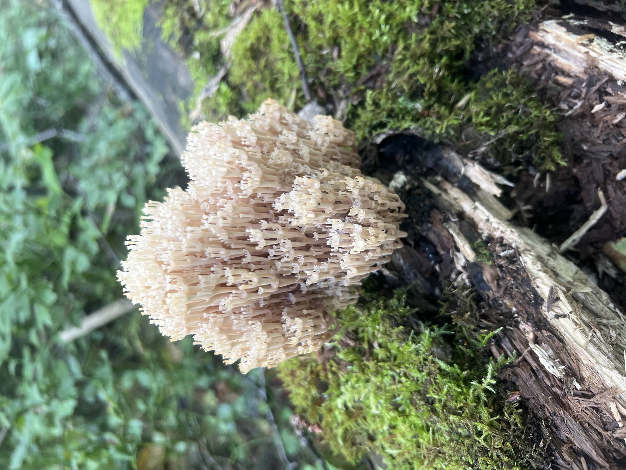 A cluster of pale pink coral fungus, identified as *Clavaria vermicularis*, grows on a moss-covered fallen log in a forest setting. The fungus's branches are delicate and cylindrical, resembling coral. The log is decaying, with visible wood grain and patches of dark soil. Lush green moss blankets the log, contrasting with the light color of the fungus. The background is softly blurred, showing green foliage and branches, indicating a wooded environment.