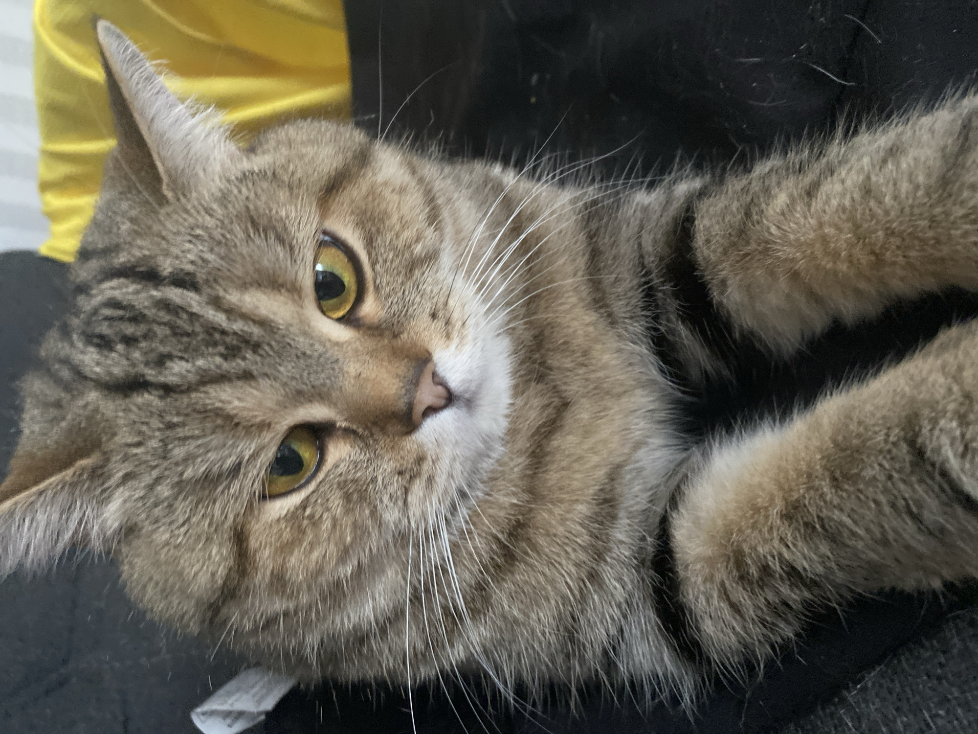 A close-up, eye-level shot captures a tabby cat resting on a dark, textured surface. The cat's face fills most of the frame, with its head tilted slightly to its right. Its fur is a mix of brown, grey, and black stripes, with white markings on its chest and around its nose and mouth. The cat's eyes are a striking yellow-green, looking directly at the camera with a slightly narrowed gaze. Its whiskers are long and white, fanning out from its muzzle. The background is out of focus, with a blurry yellow object visible to the right and a dark, soft surface beneath the cat. The lighting is soft, highlighting the cat's features and fur texture.