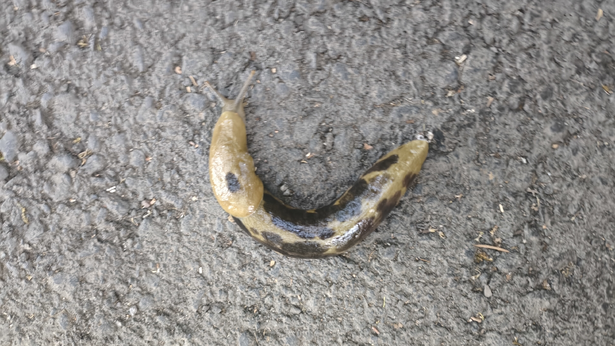 In Lake Oswego, United States of America, a yellowish-brown slug with dark spots is shown on an asphalt surface. The slug is bent into a U-shape, with its head pointing towards the left side of the frame. The asphalt is dark gray and appears to be textured, with small stones and debris scattered across it.